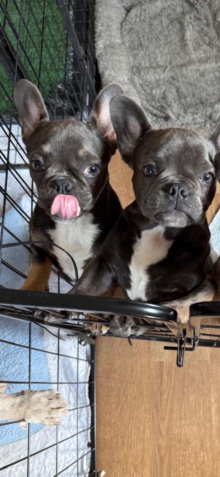 French Bulldog image 2