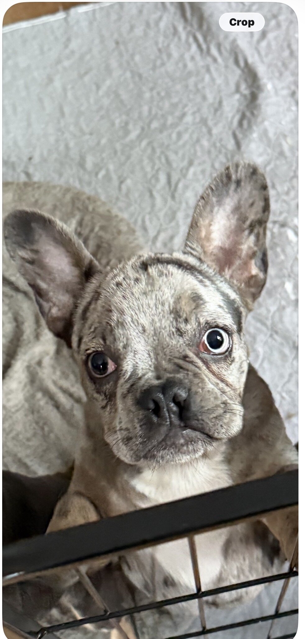 French Bulldog image 1