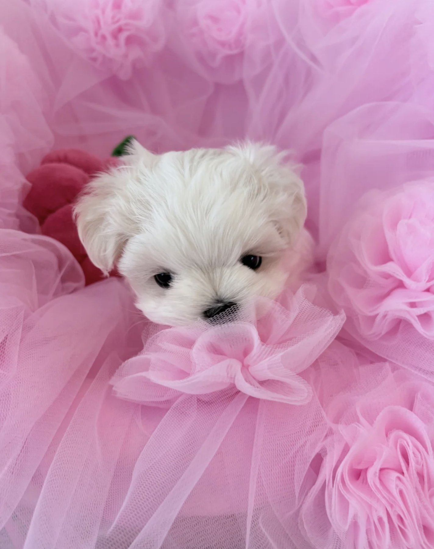 💗Gorgeous Korean maltese baby girl 💗 image 1
