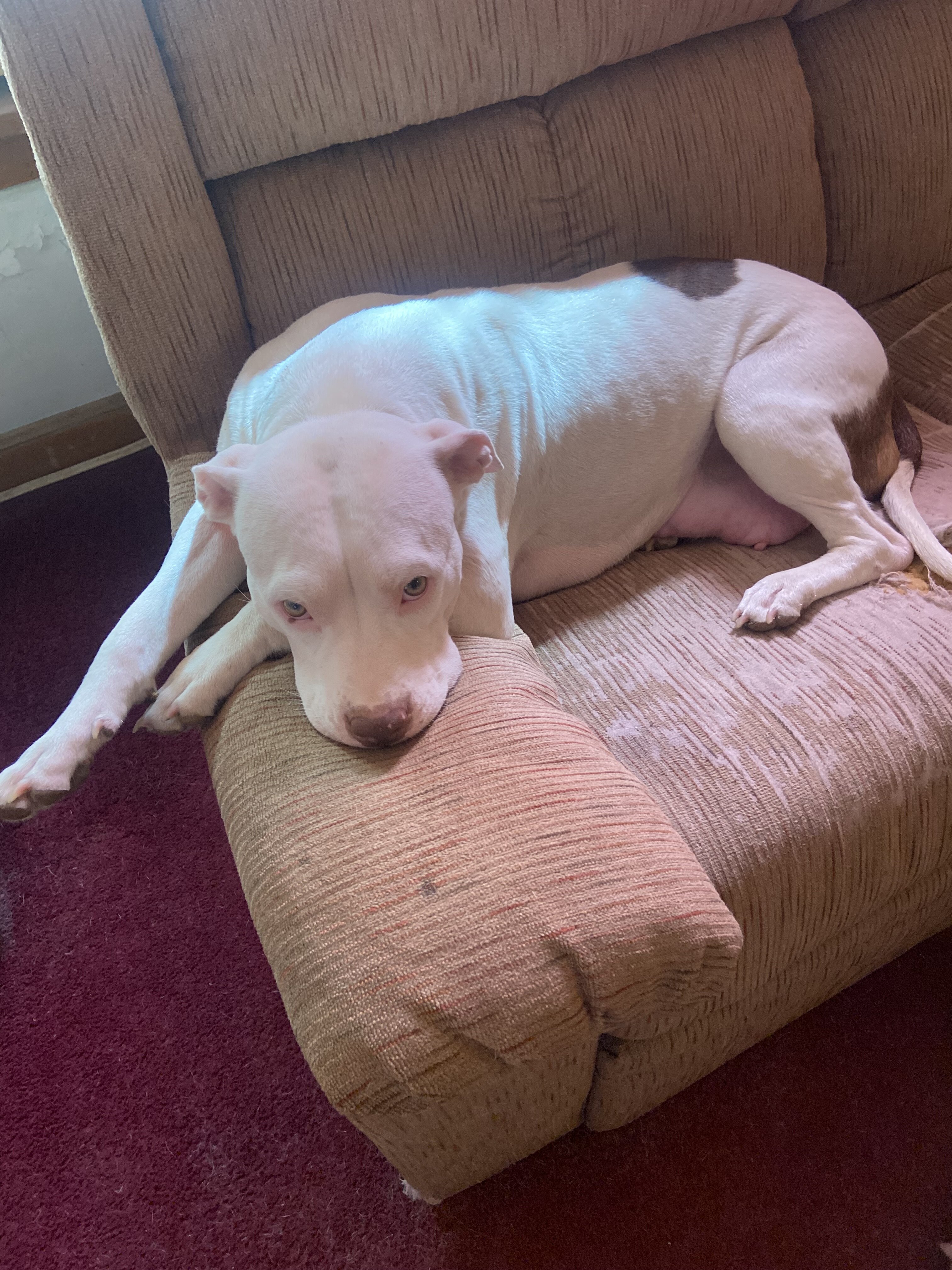 Pitbull puppies image 2