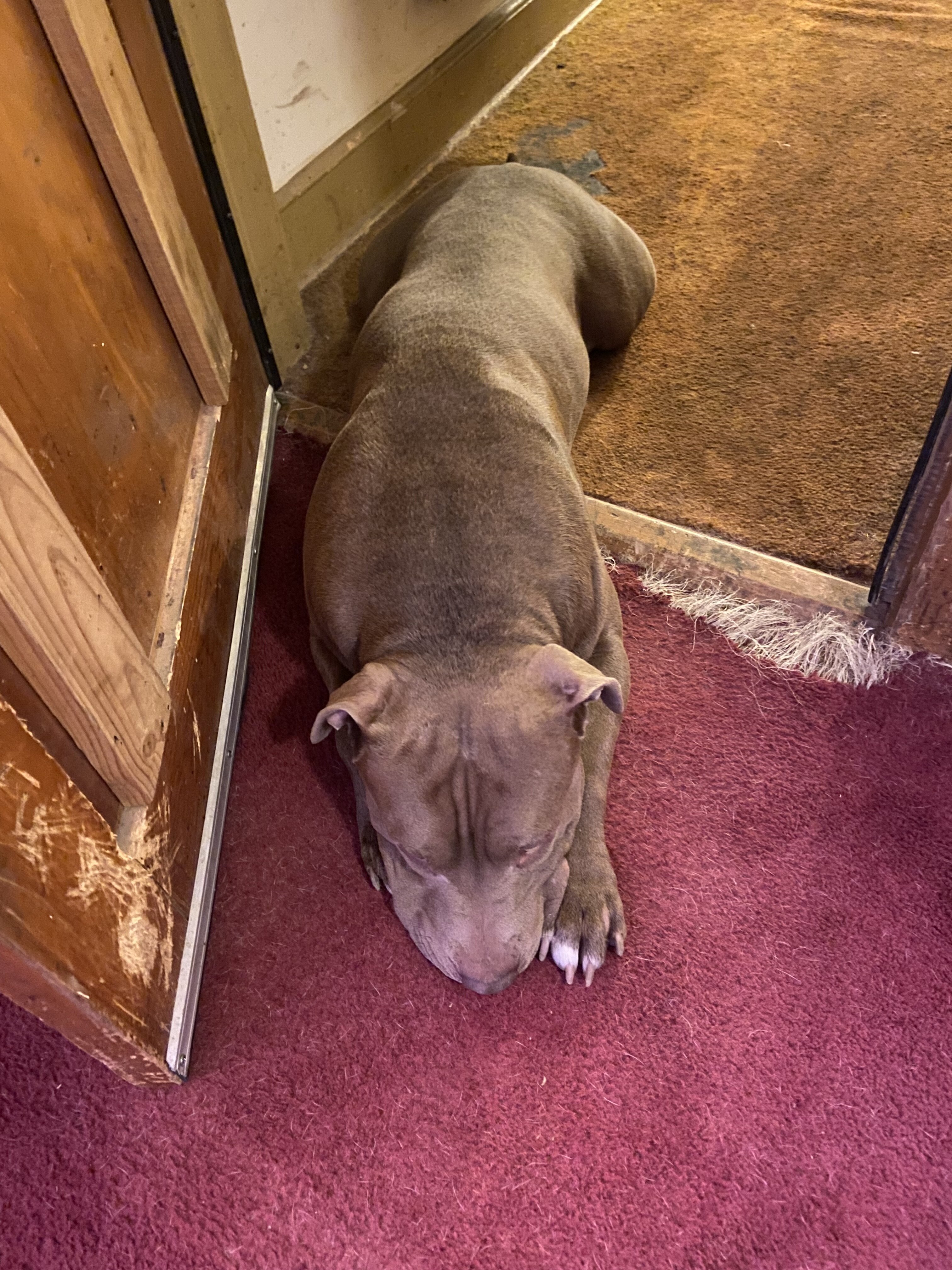 Pitbull puppies image 1