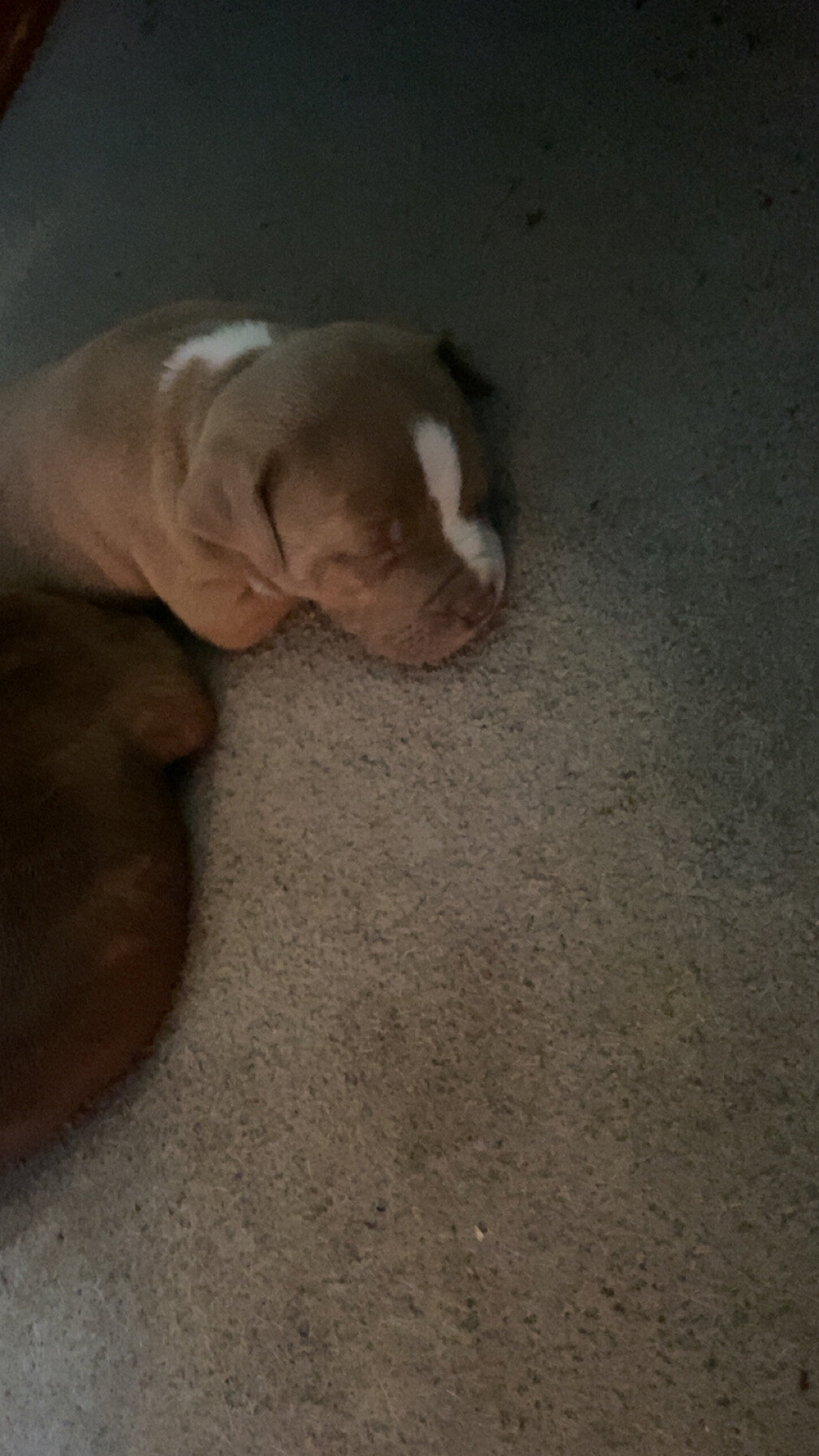 Pitbull puppies image 5