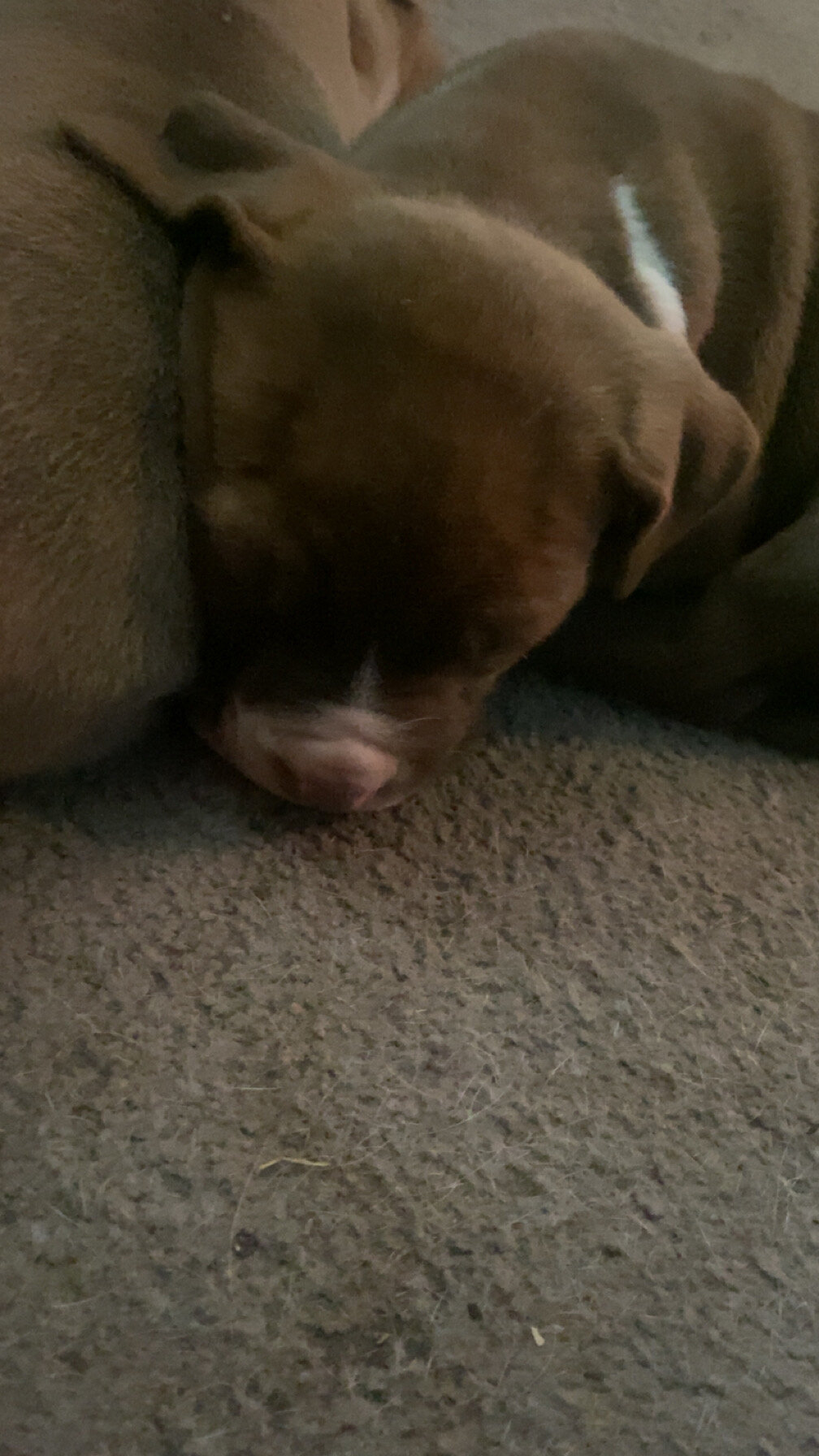 Pitbull puppies image 4