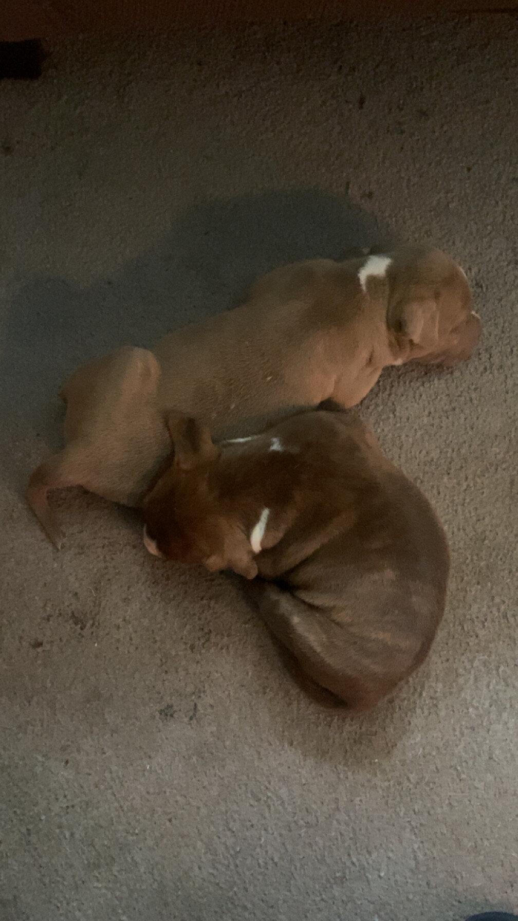 Pitbull puppies image 3