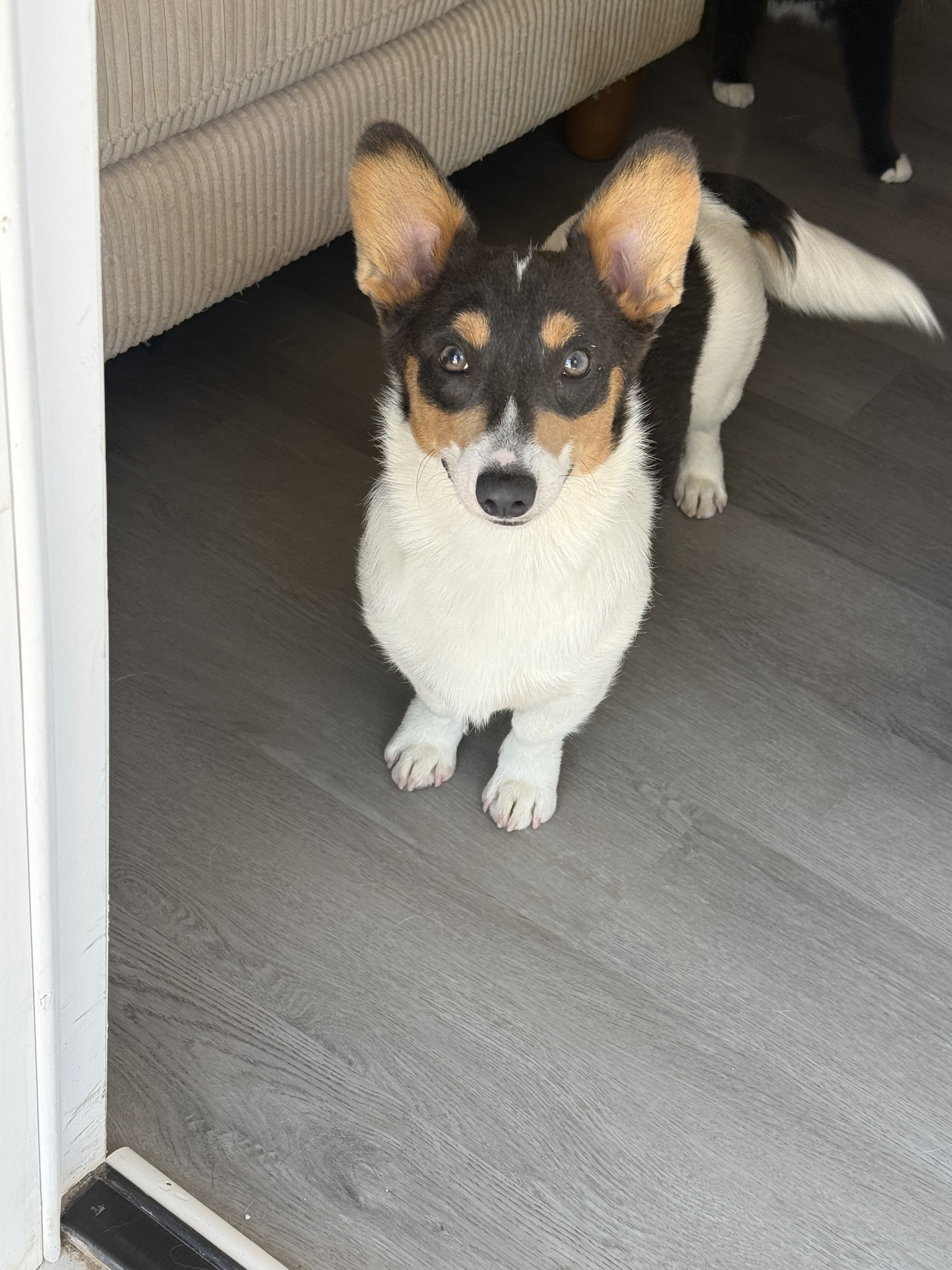 Female corgi puppy image 2