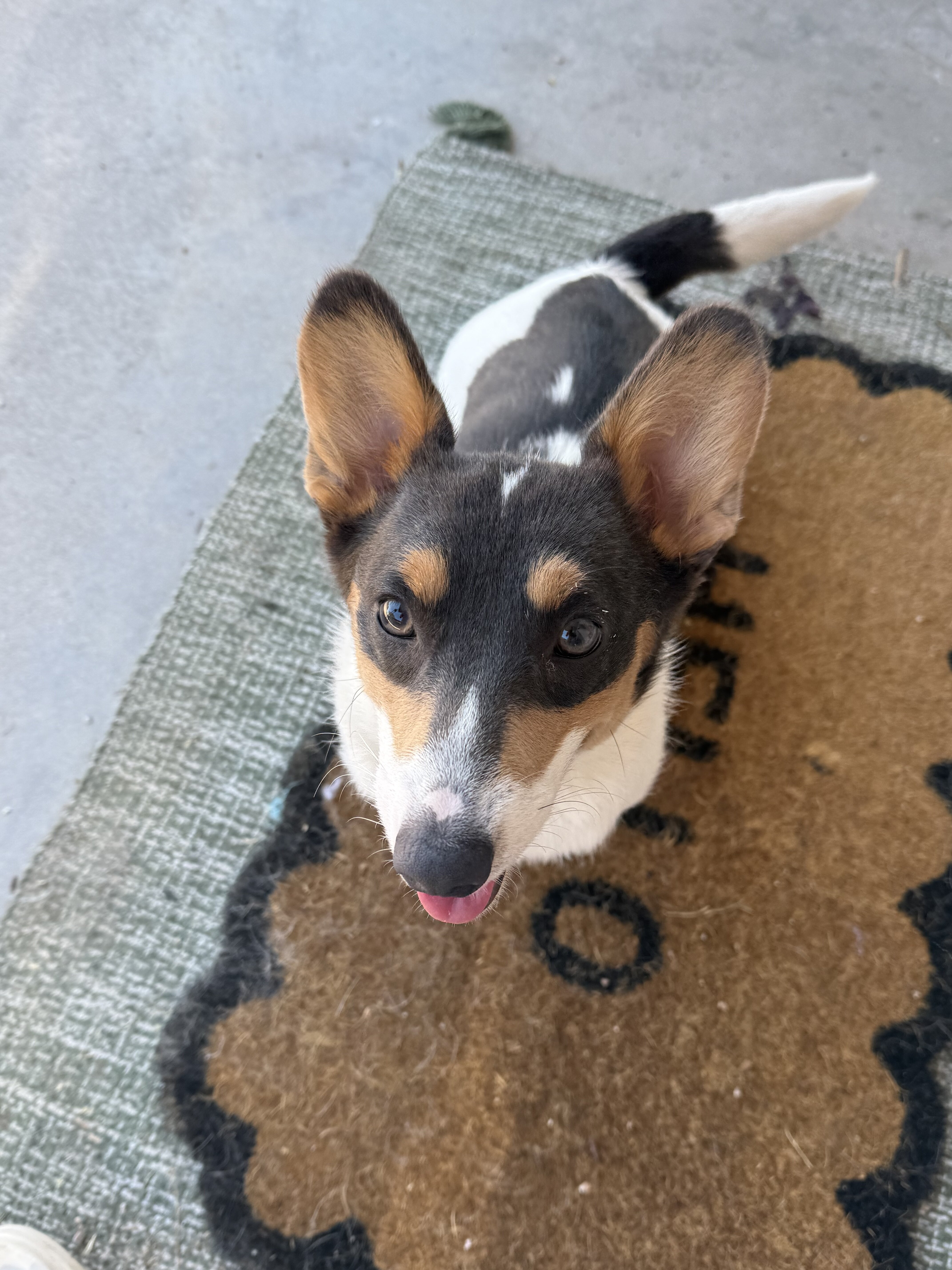Female corgi puppy image 3
