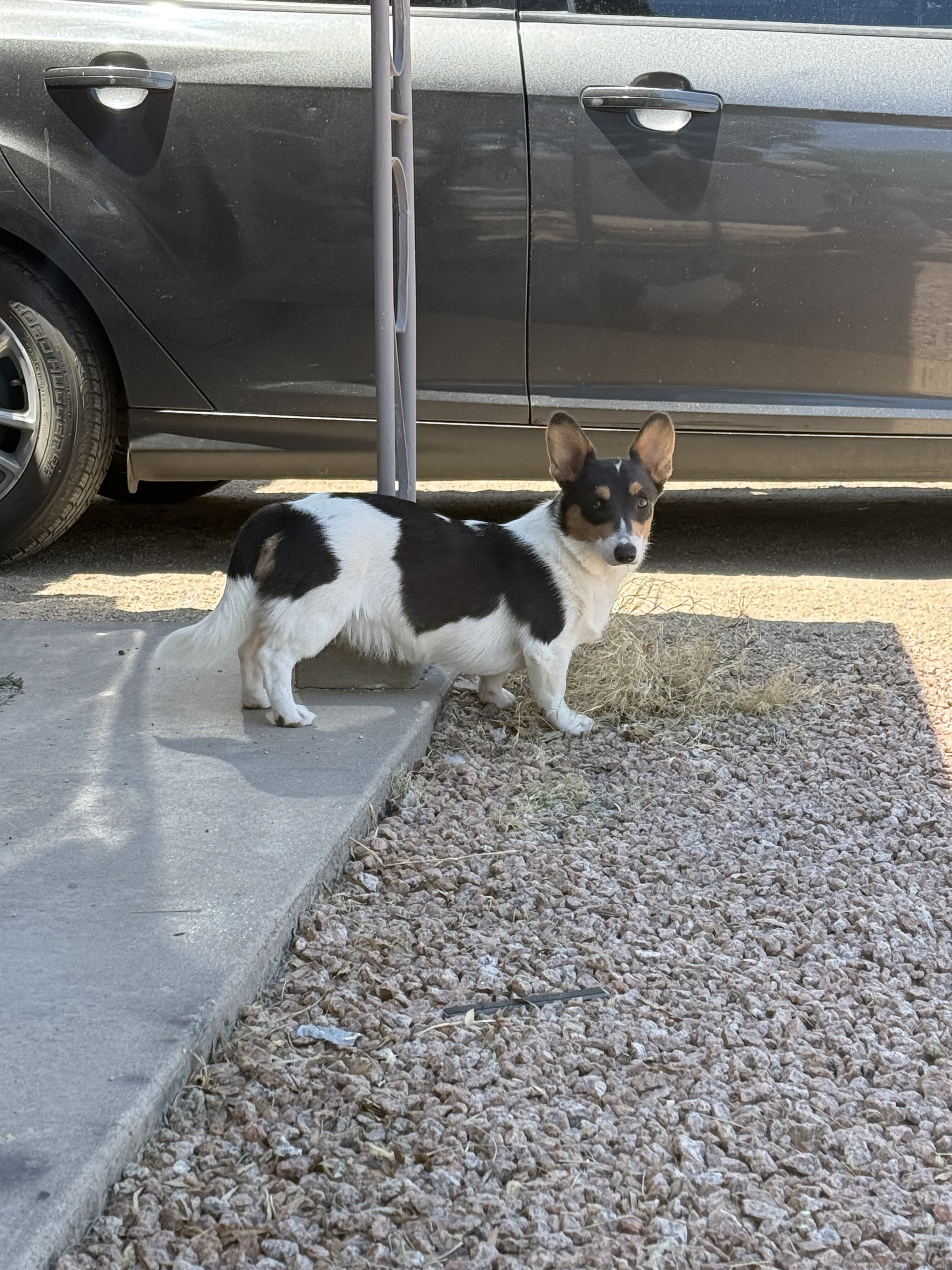 Female corgi puppy image 4
