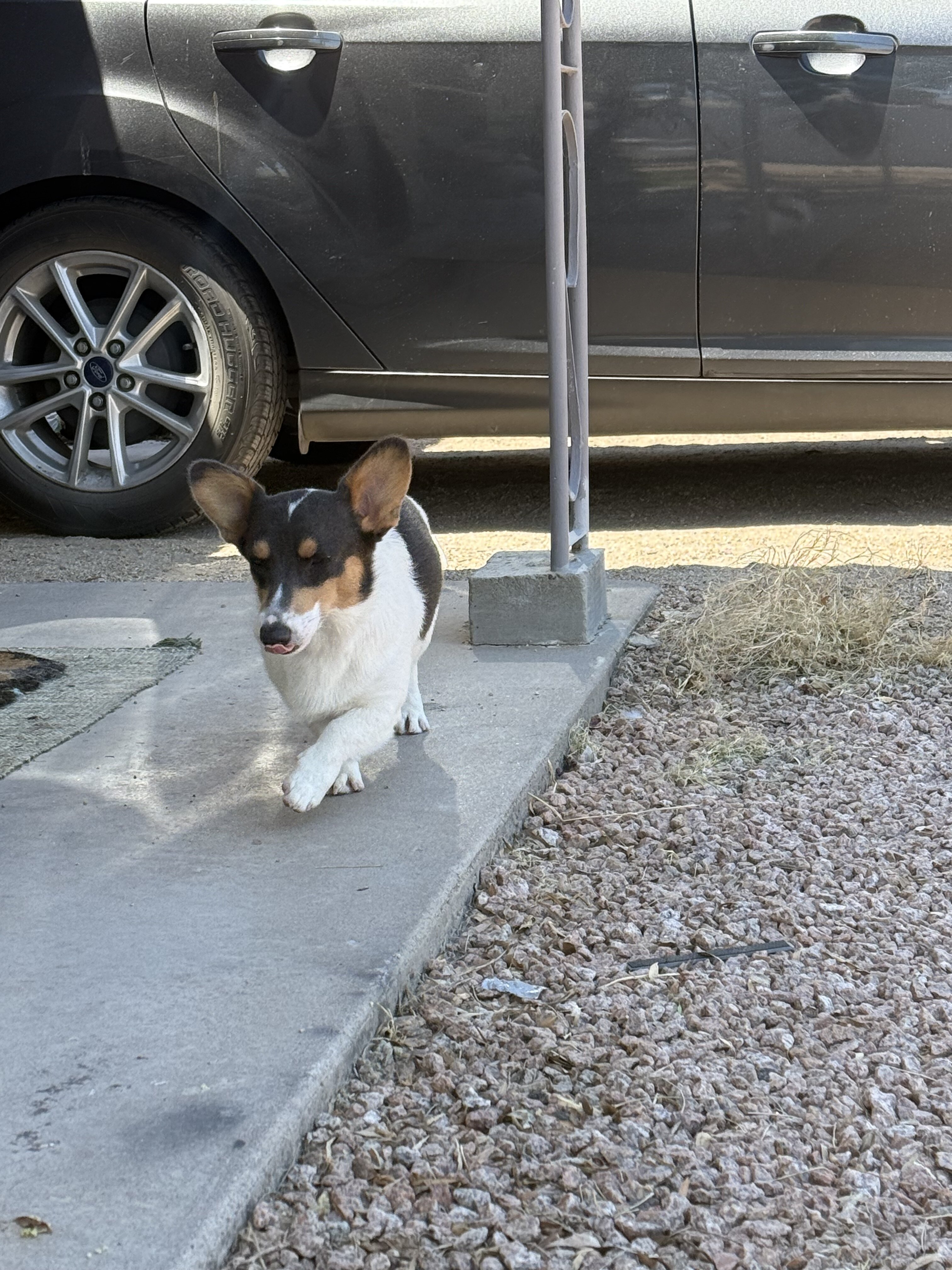 Female corgi puppy image 1