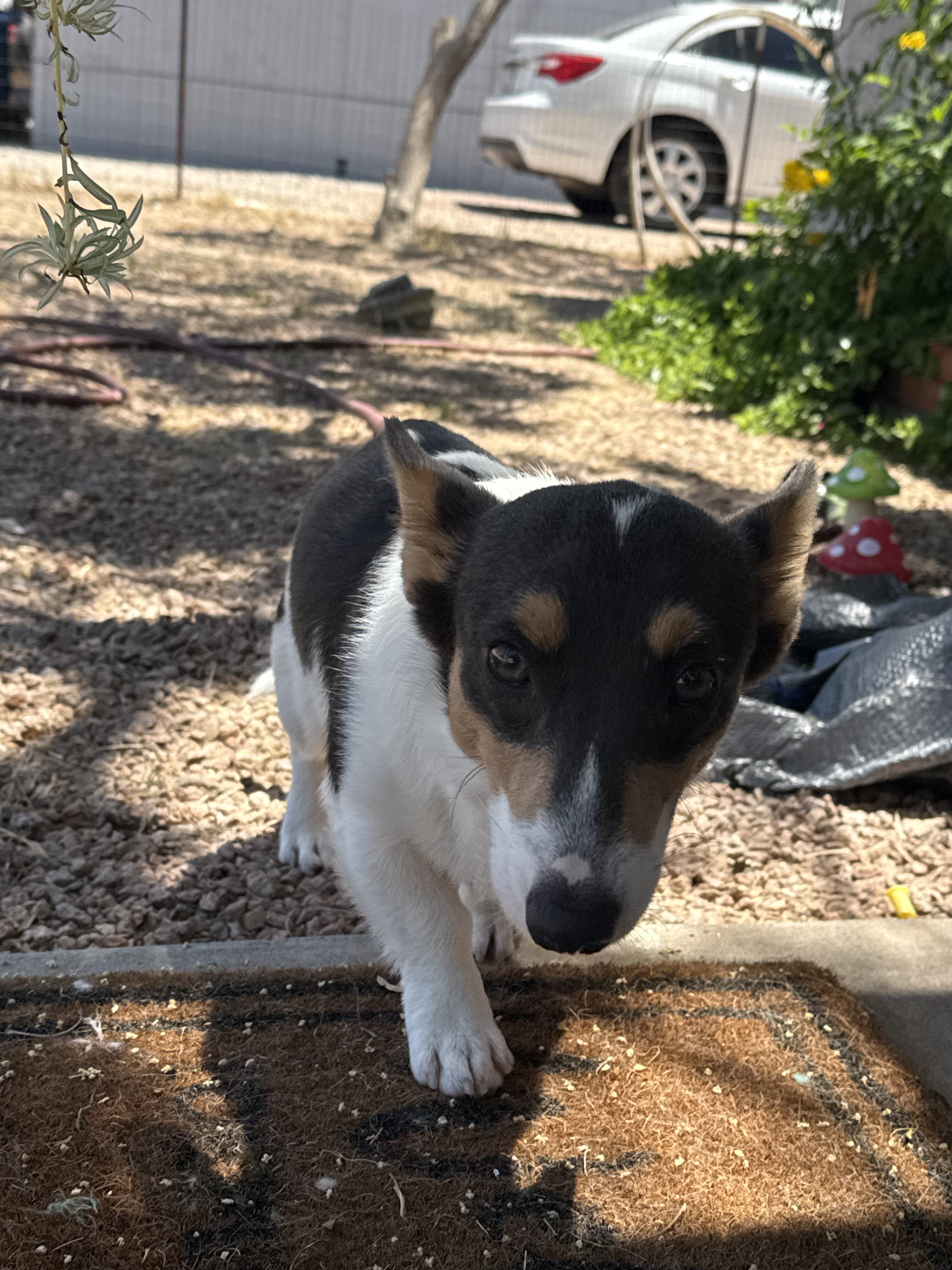 Female corgi puppy image 6