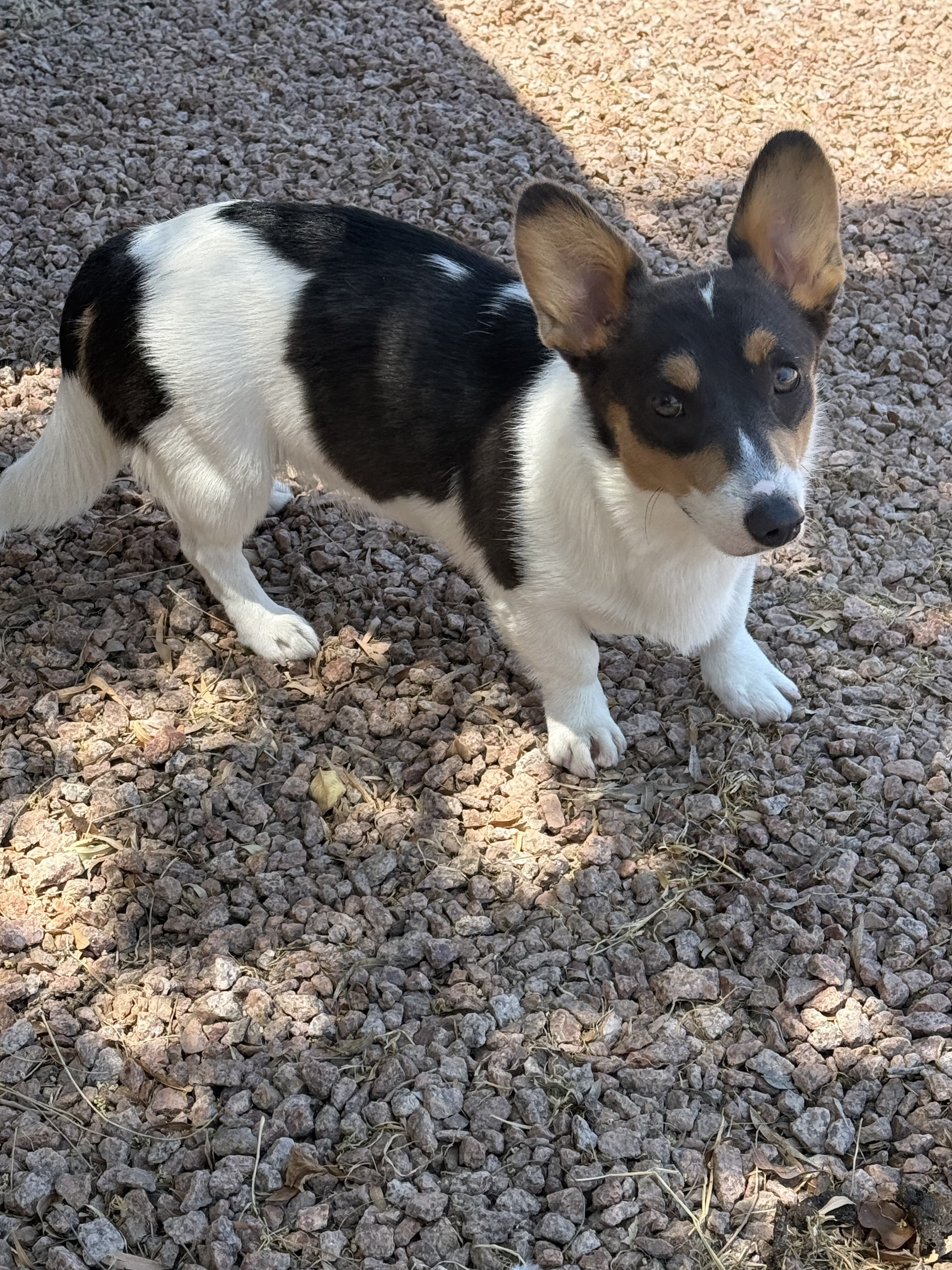 Female corgi puppy image 5