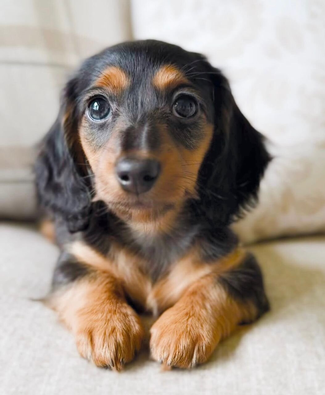 Mini Dachshunds image 1