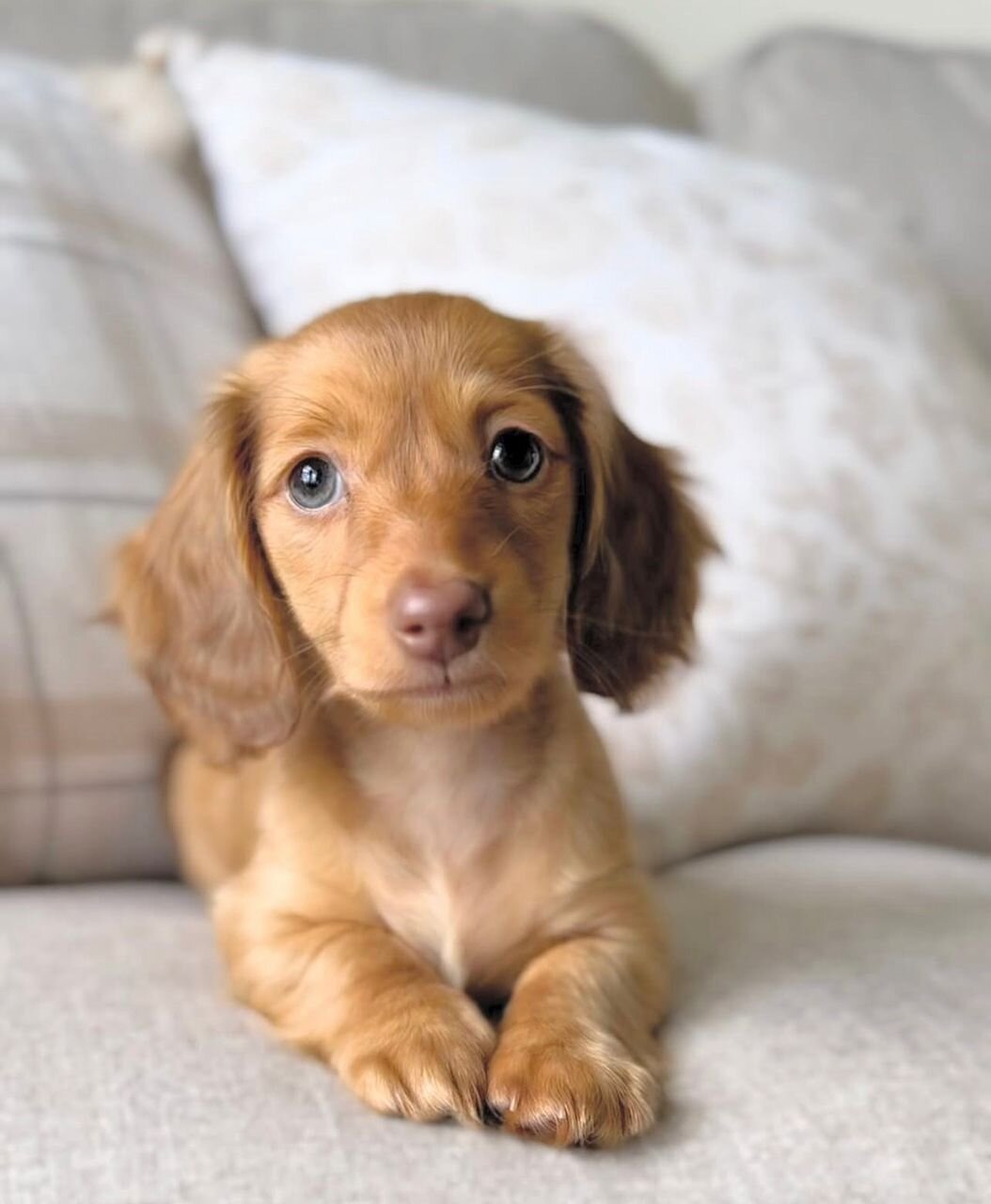 Mini Dachshunds image 2