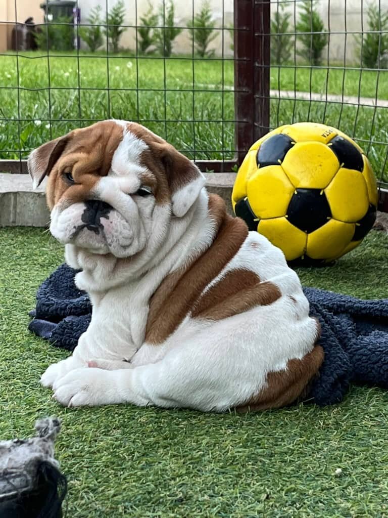 Chunky English Bulldog pups image 1