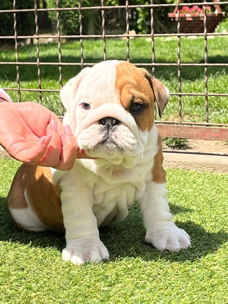 Chunky English Bulldog pups image 2