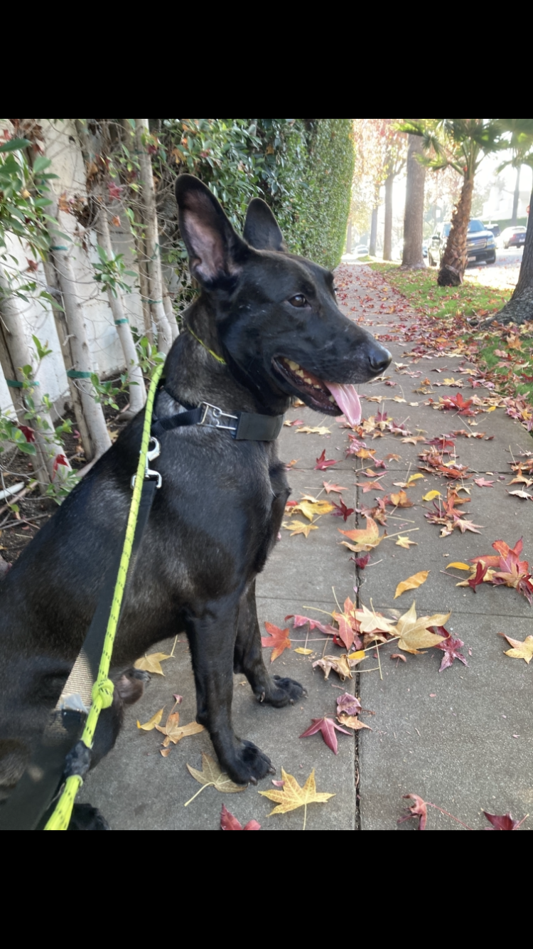 Black Dutch shepherd image 2