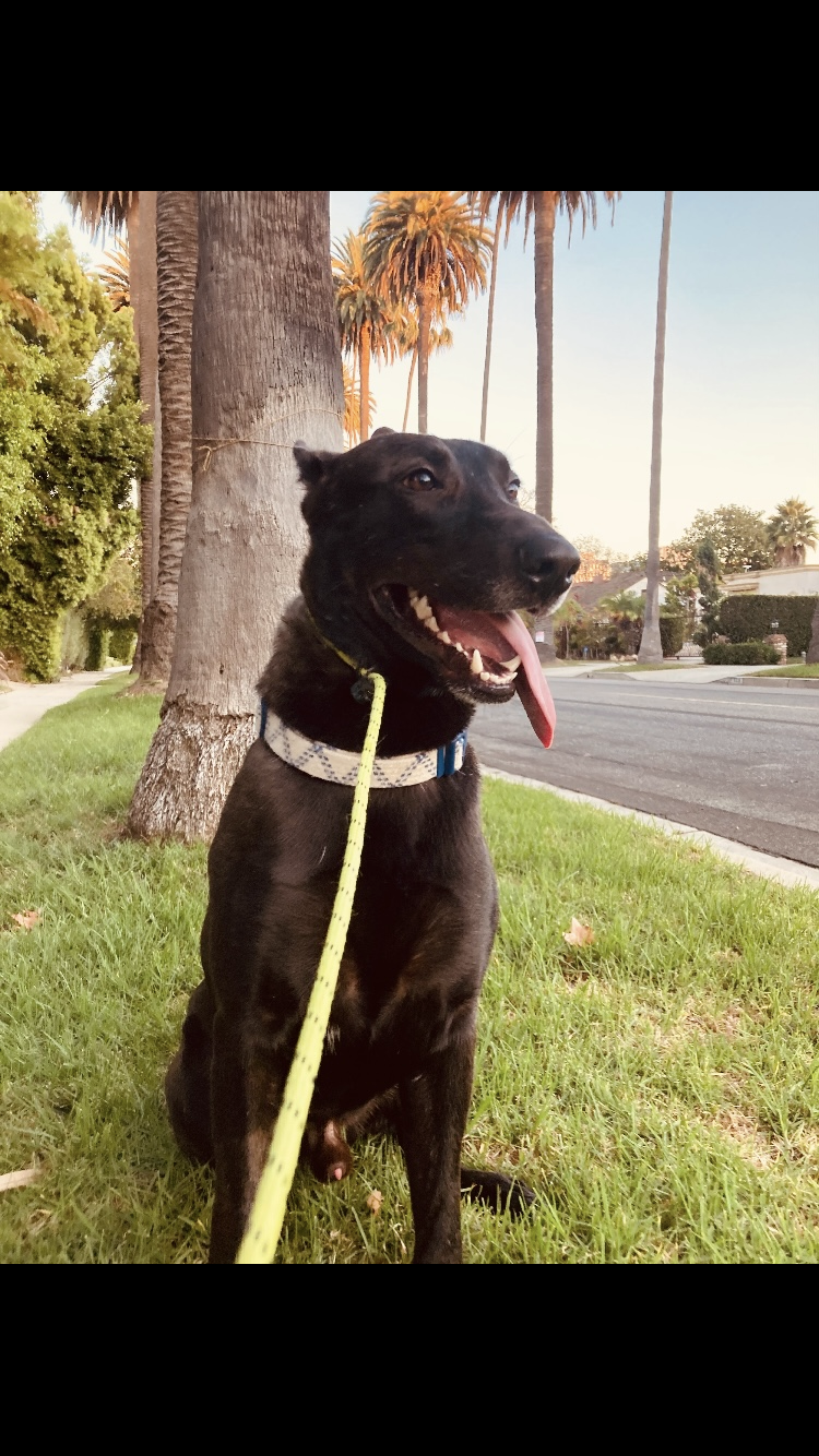 Black Dutch shepherd image 4