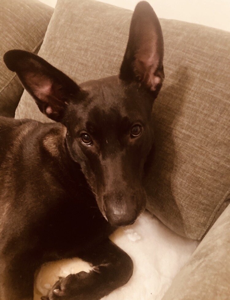 Black Dutch shepherd image 3