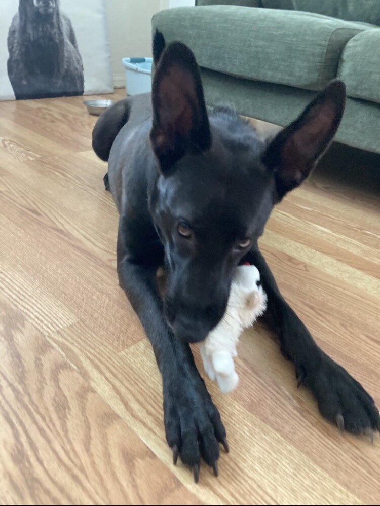 Black Dutch shepherd image 1