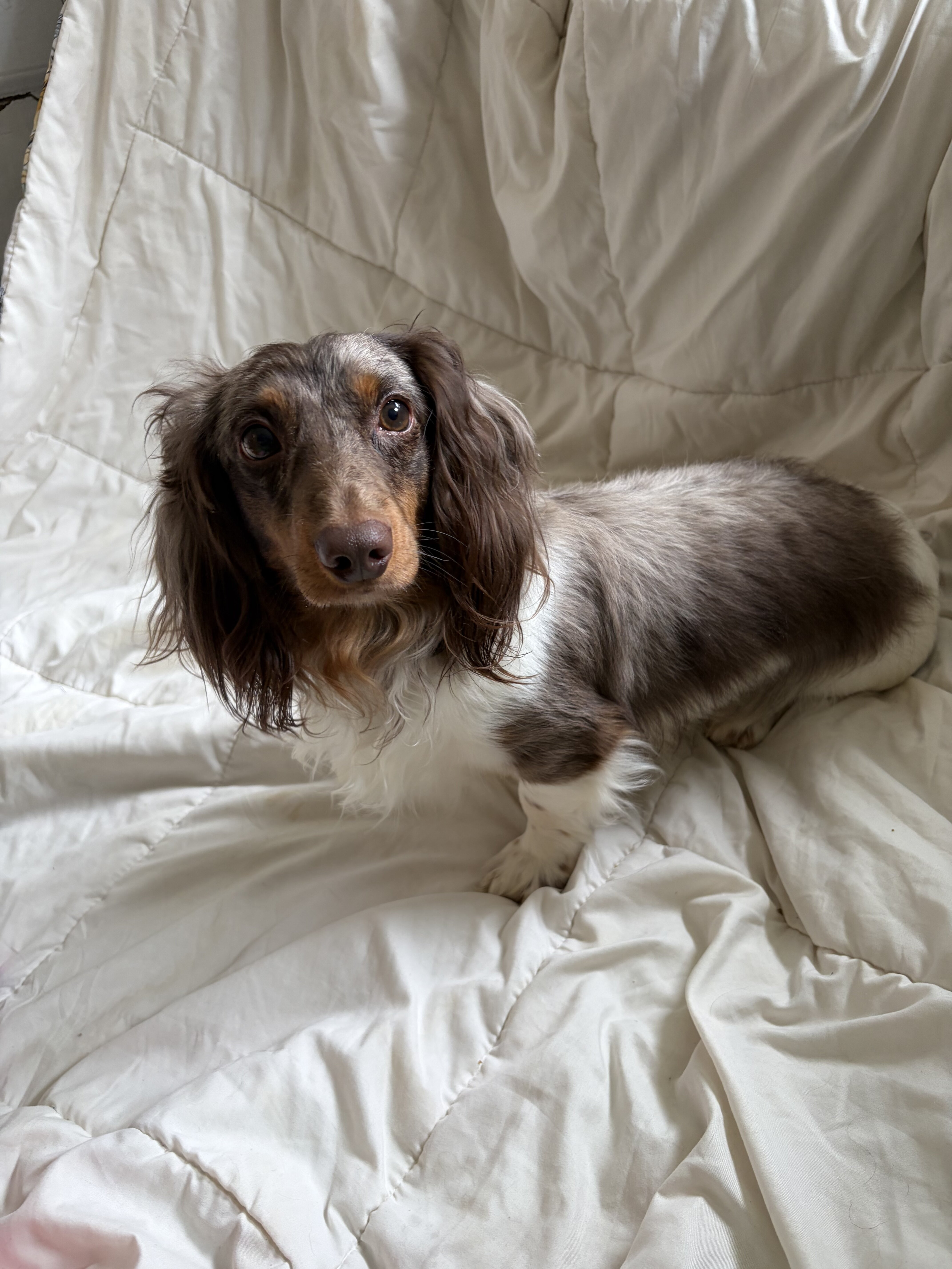 Dachshund puppies image 5
