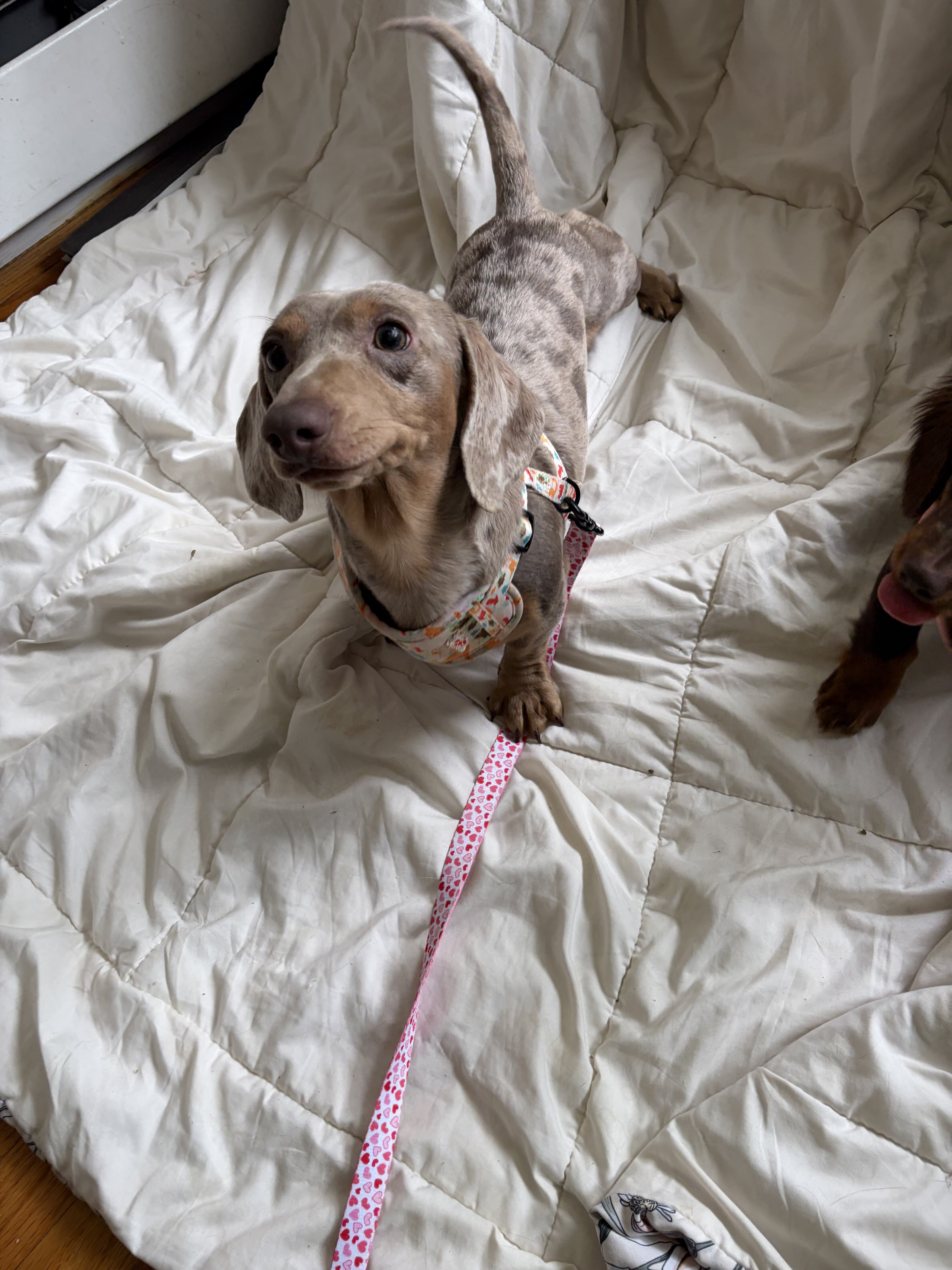 Dachshund puppies image 6