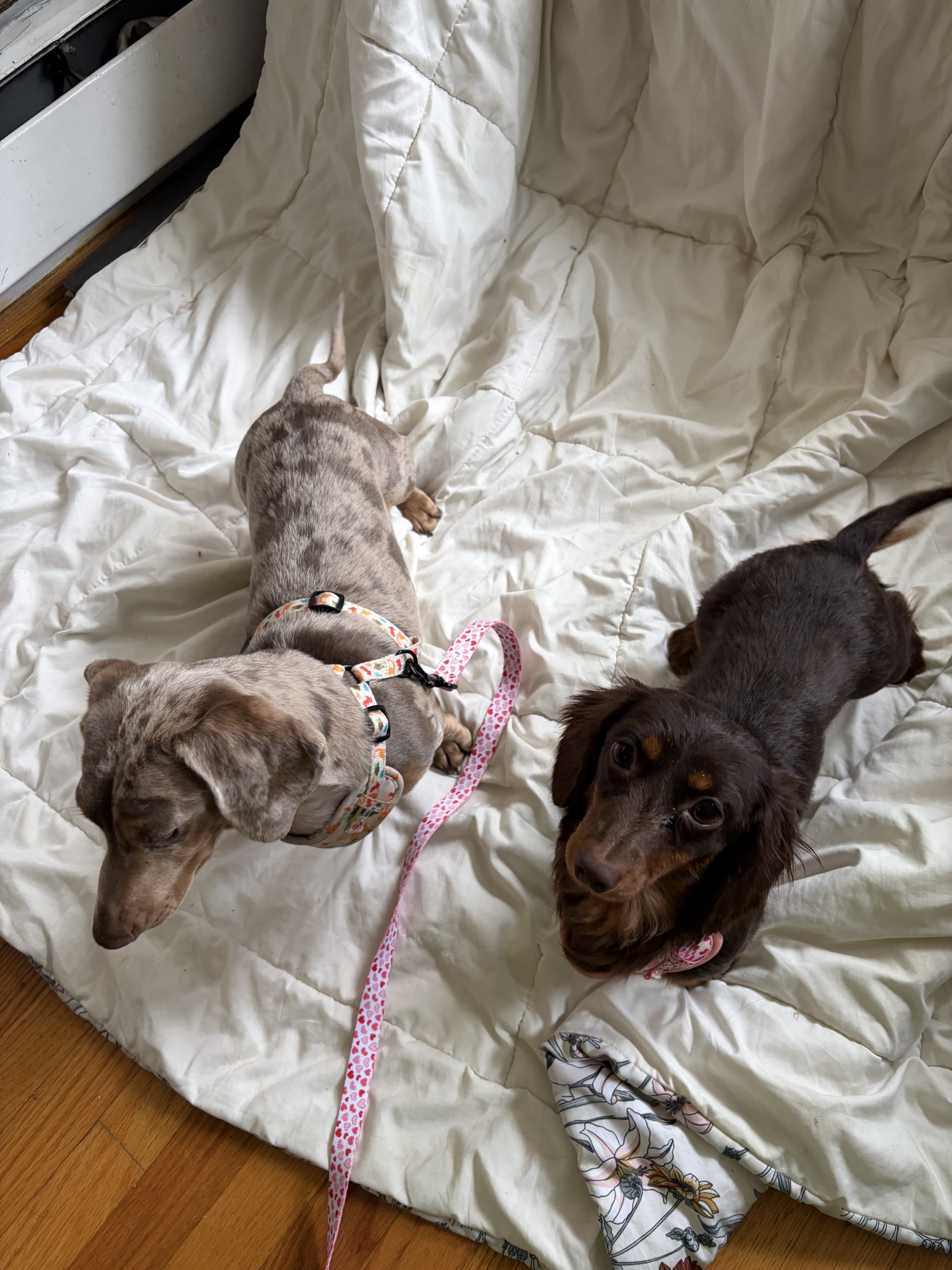 Dachshund puppies image 7