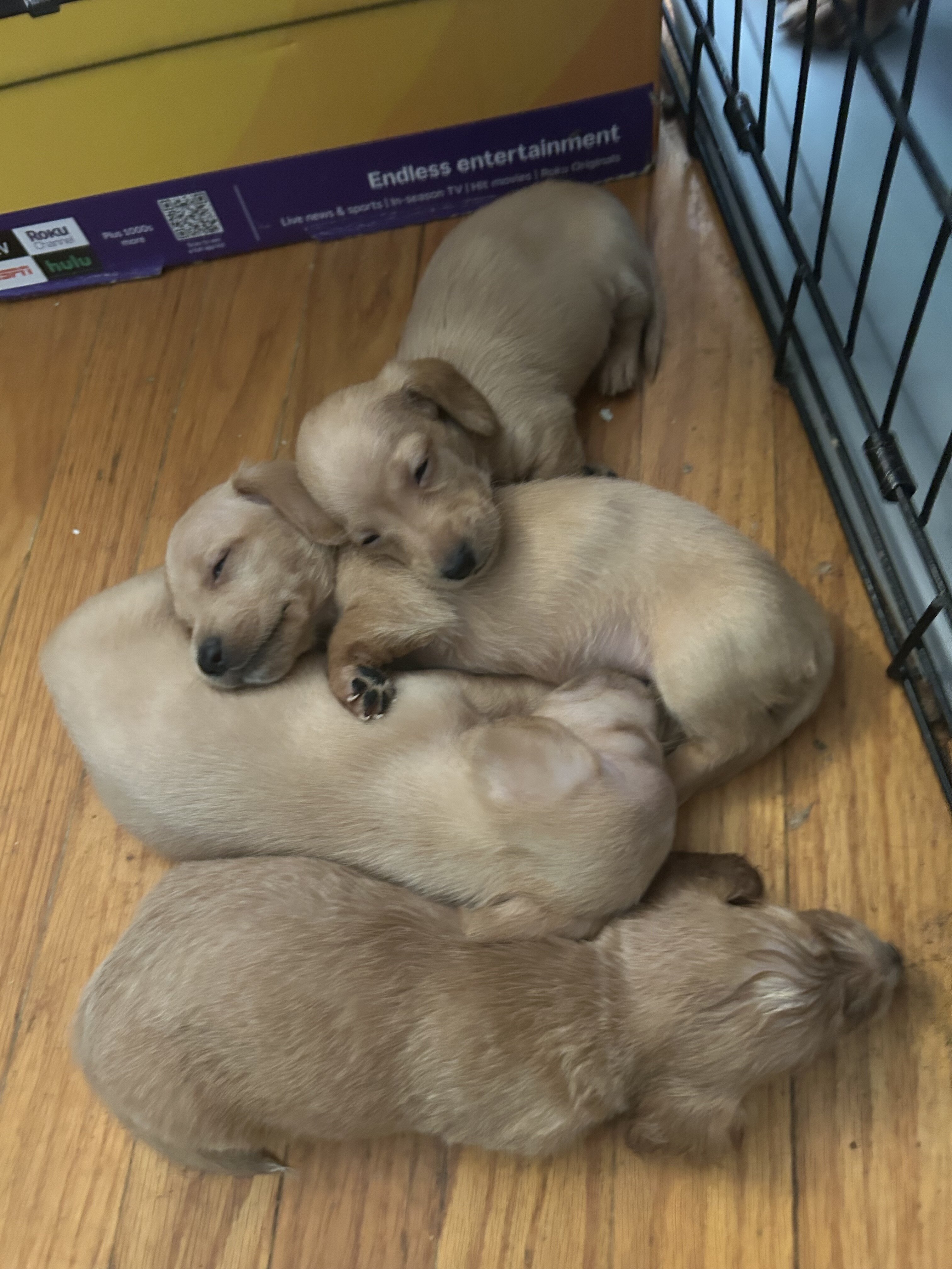 Dachshund puppies image 1