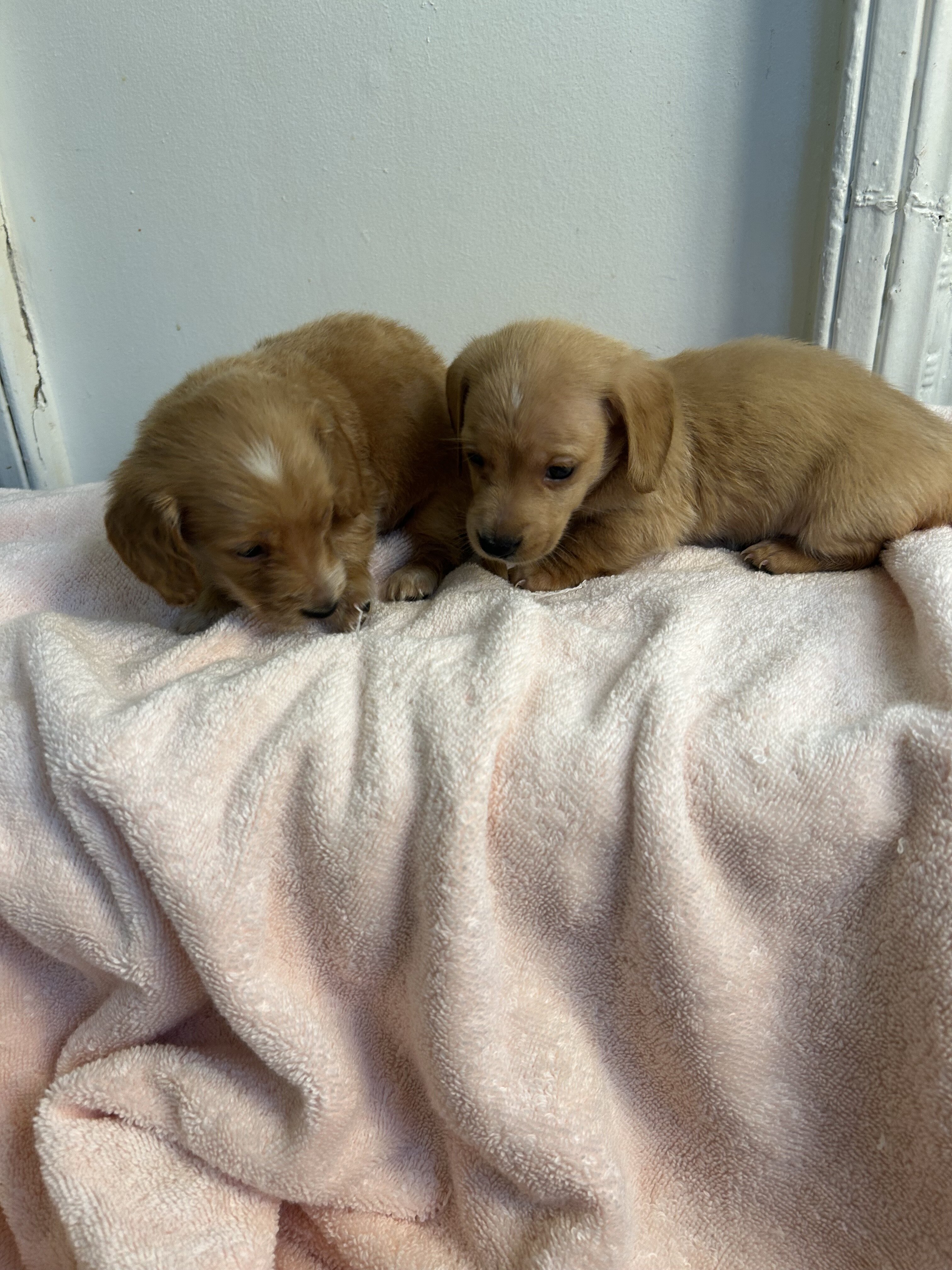 Dachshund puppies image 4