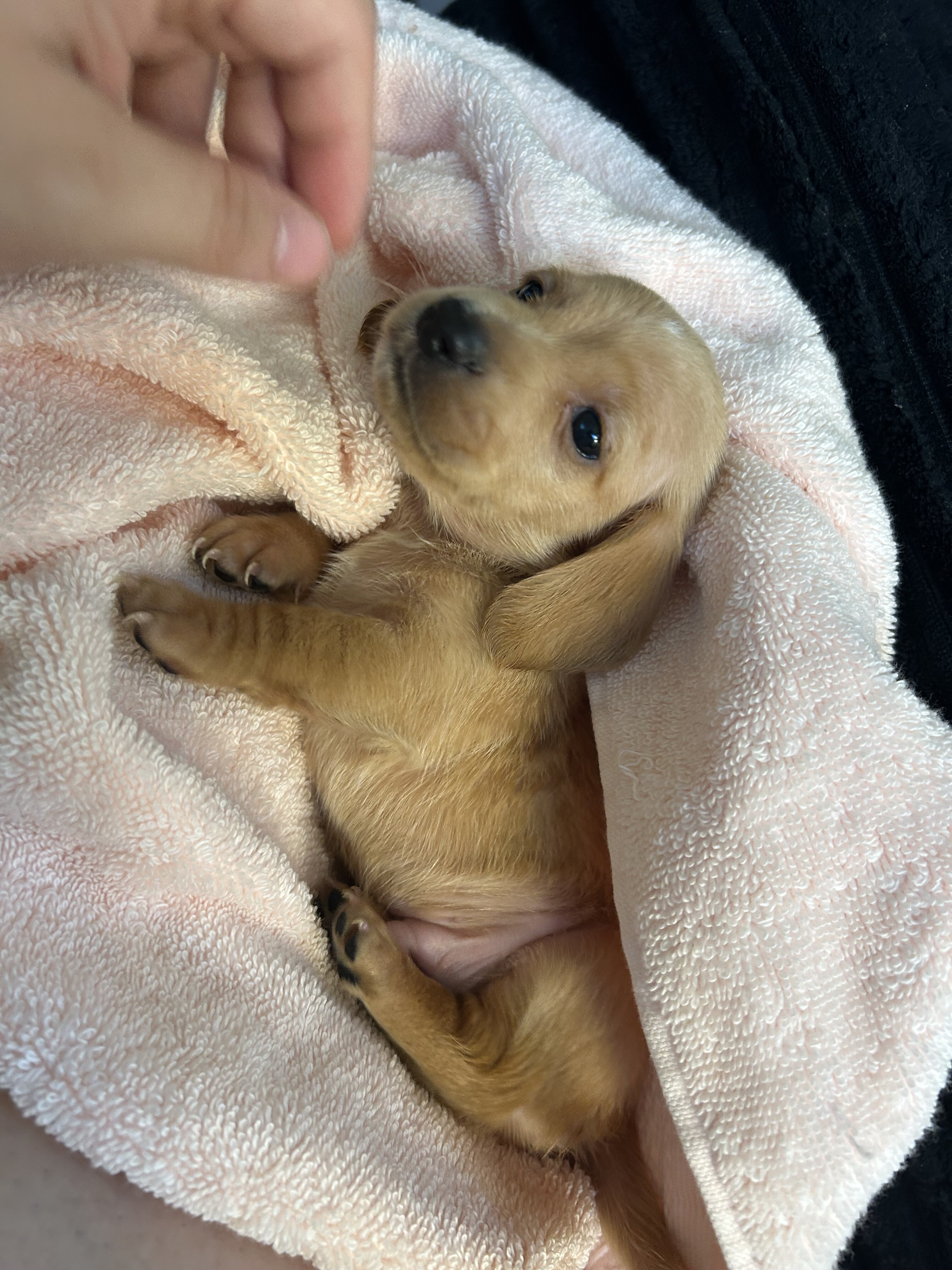 Dachshund puppies image 3