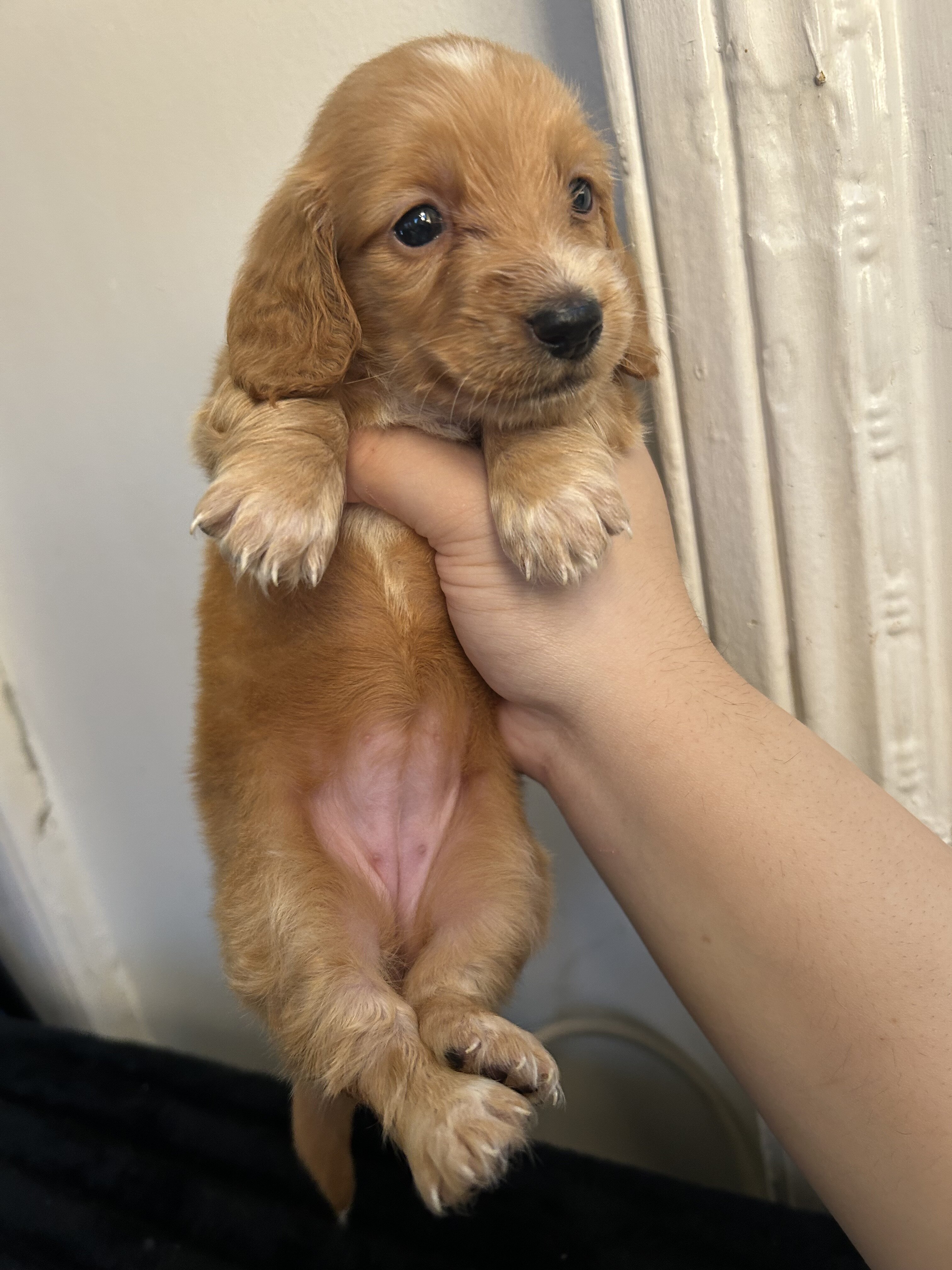 Dachshund puppies image 2