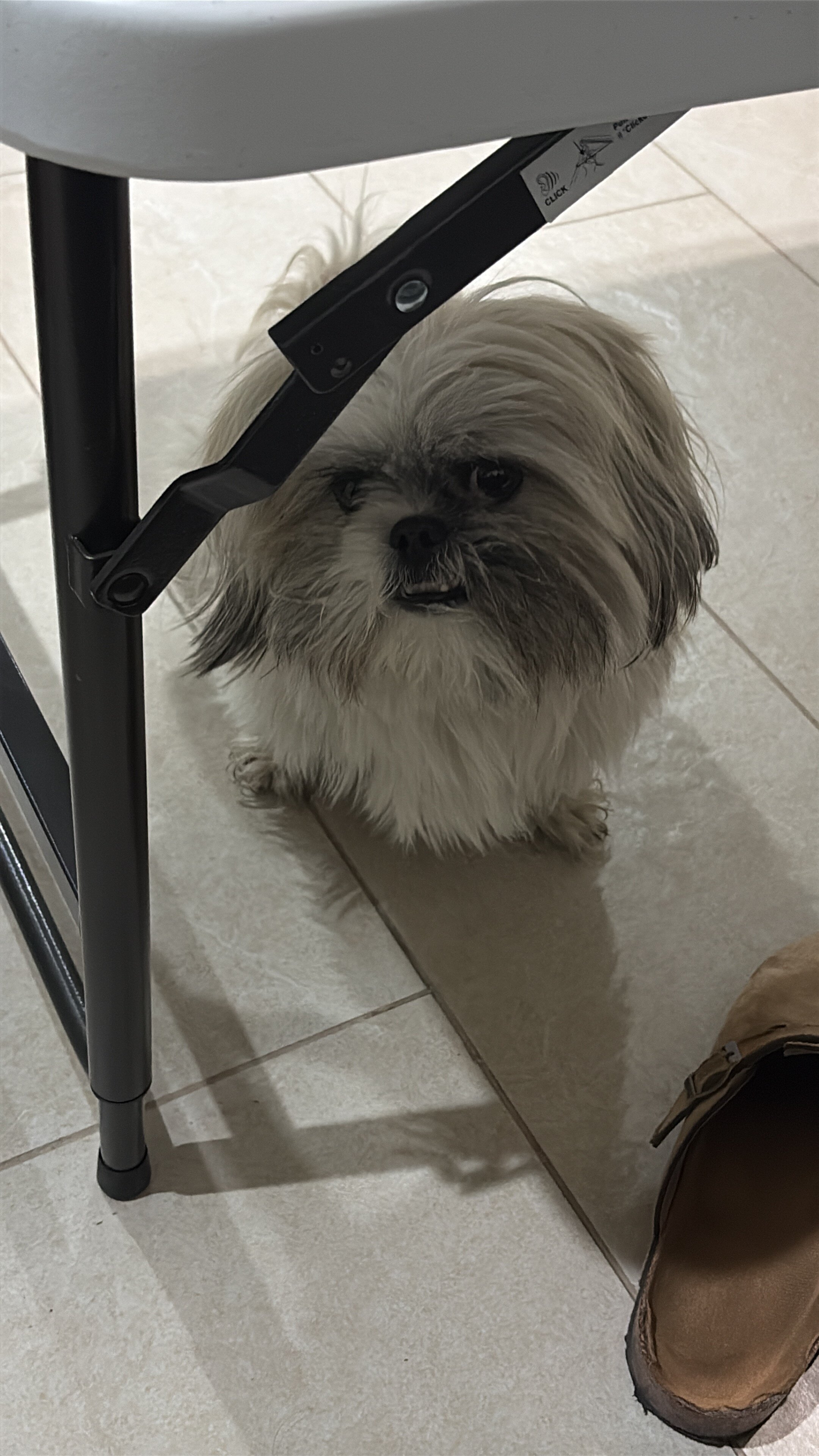 Shih Tzu image 2