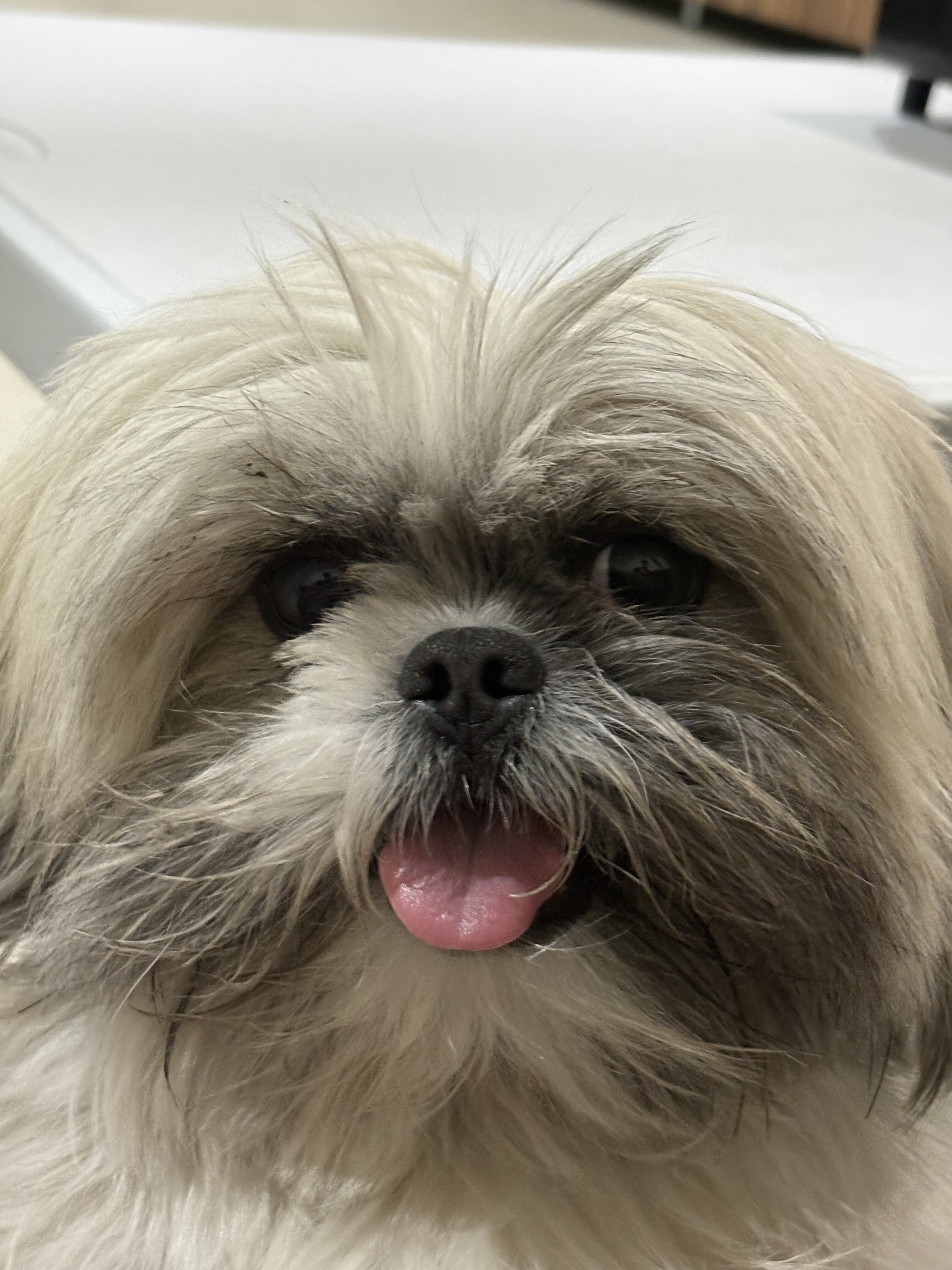 Shih Tzu image 3