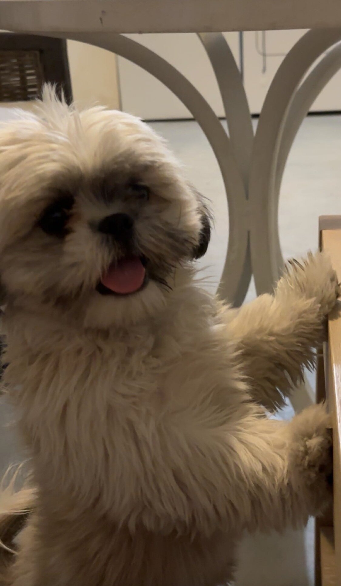 Shih Tzu image 1