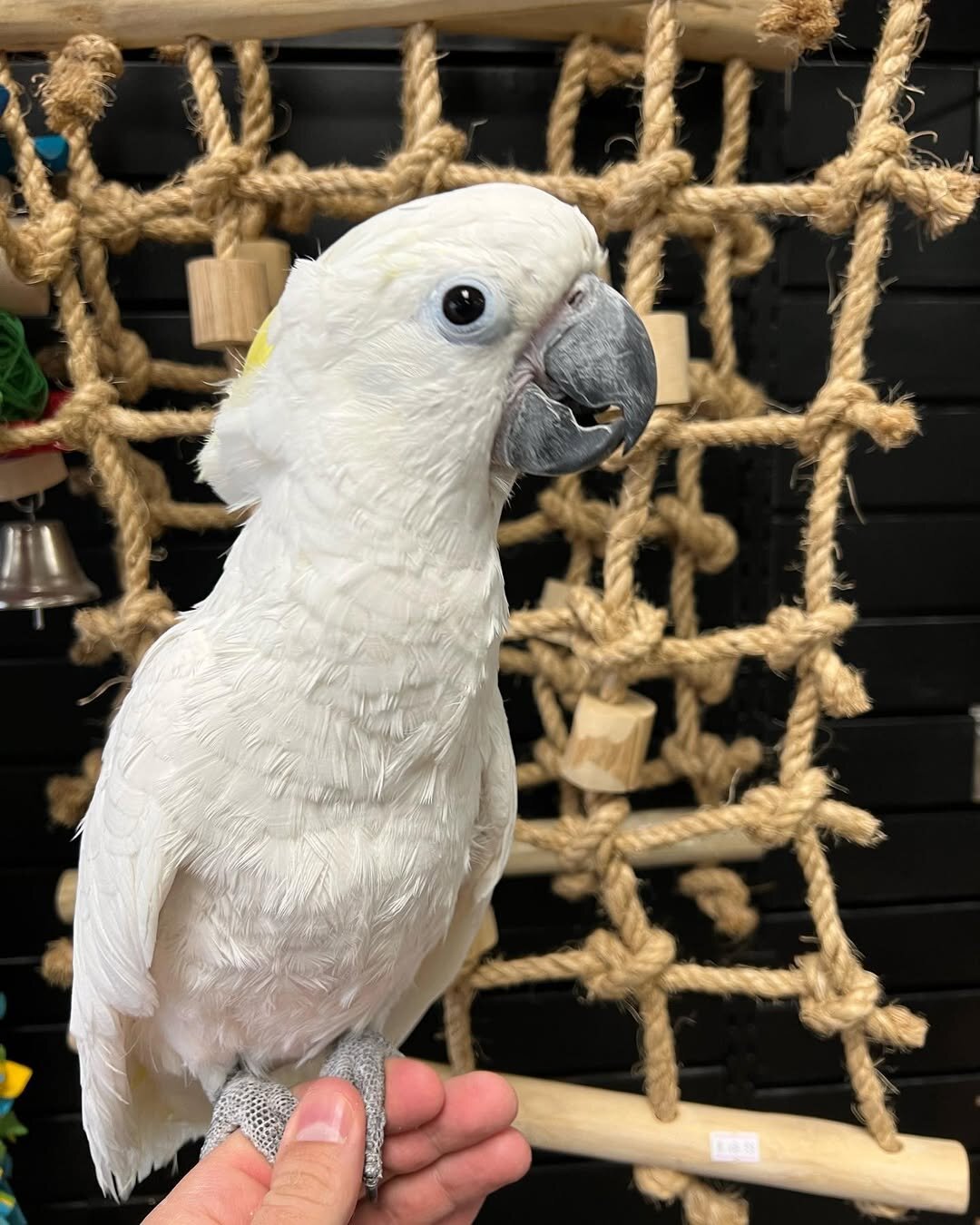 White Cockatoo – Young & Social – Comes With Cage image 3
