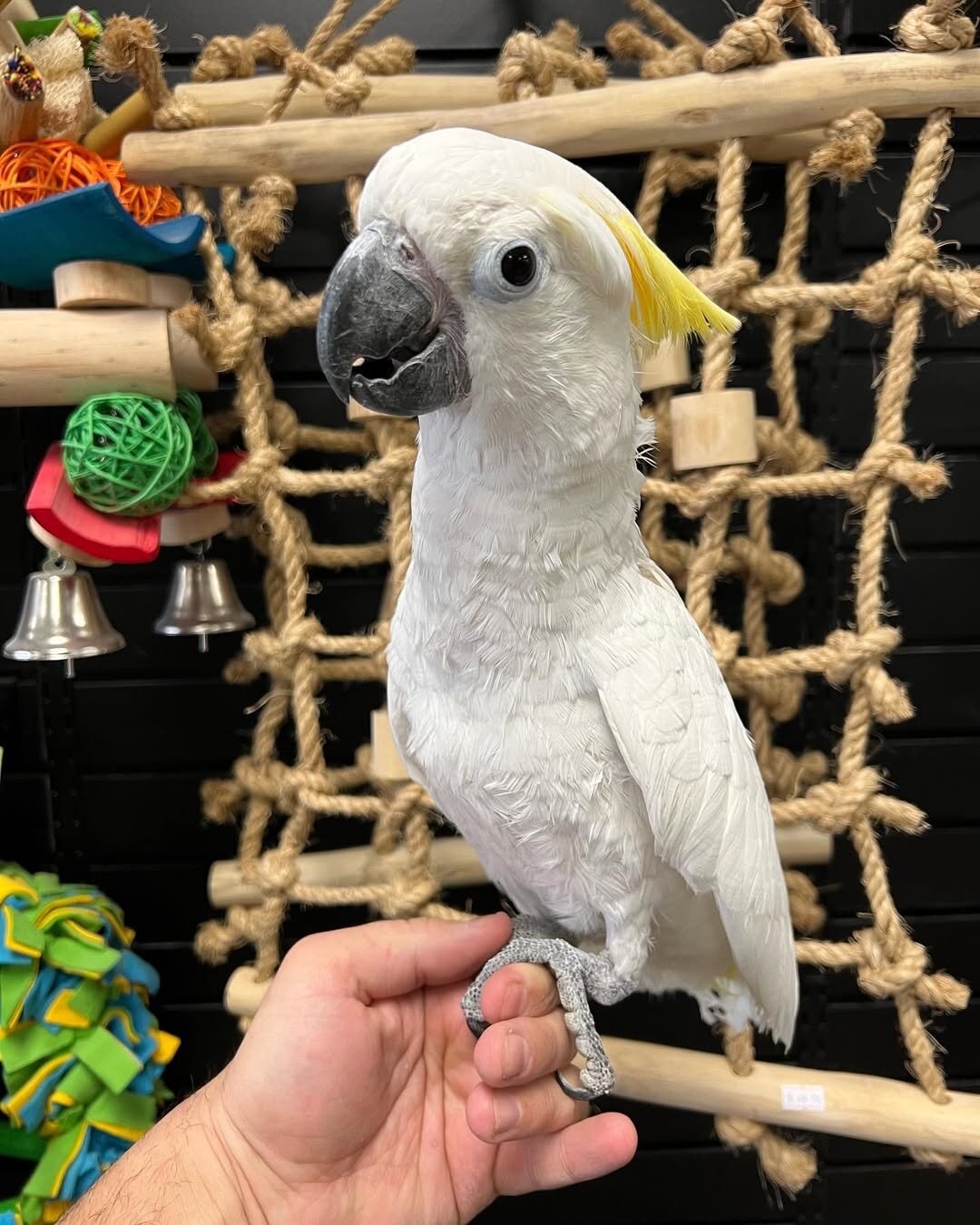 White Cockatoo – Young & Social – Comes With Cage image 2