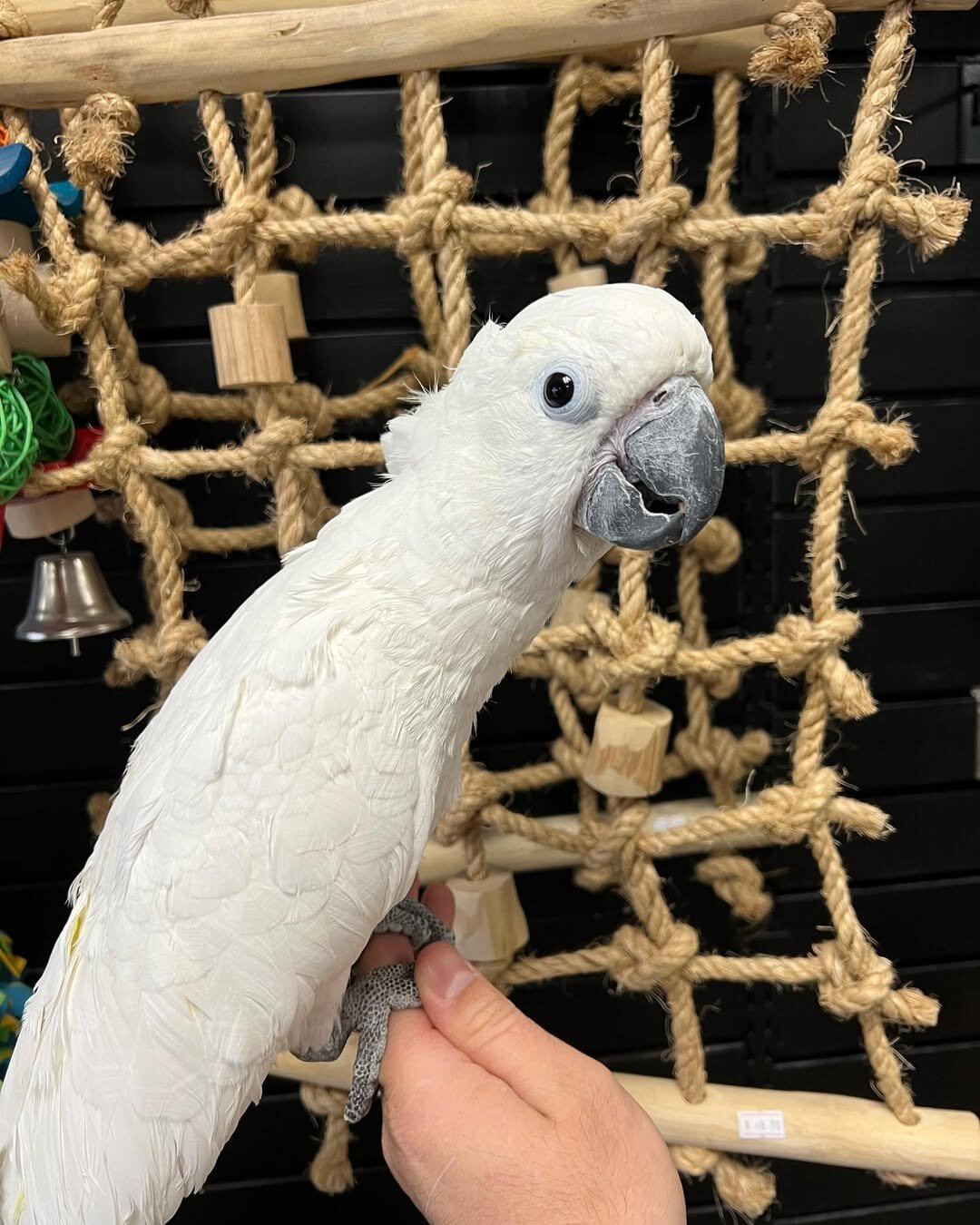 White Cockatoo – Young & Social – Comes With Cage image 1