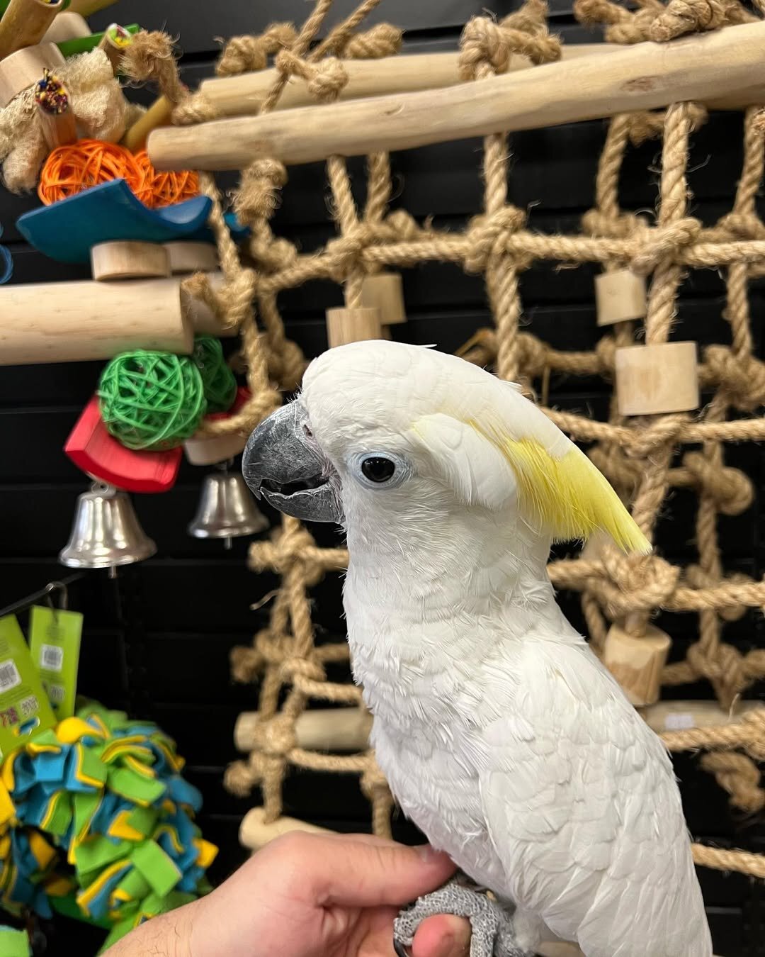White Cockatoo – Young & Social – Comes With Cage image 4