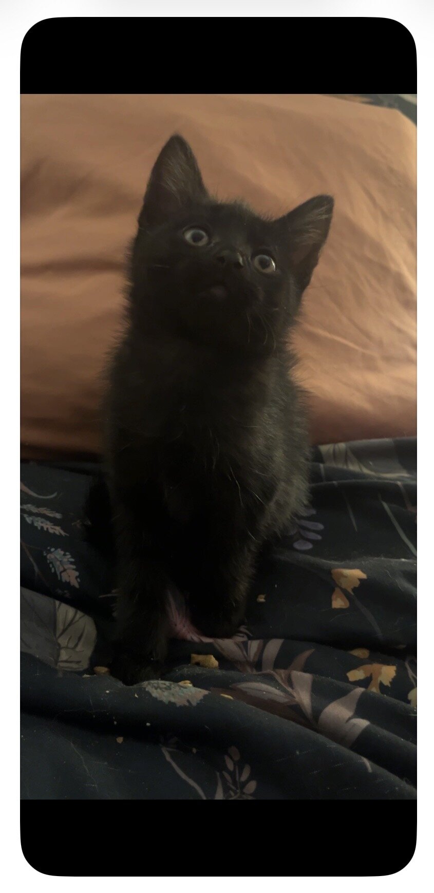 9-10 Week old Kittens image 1