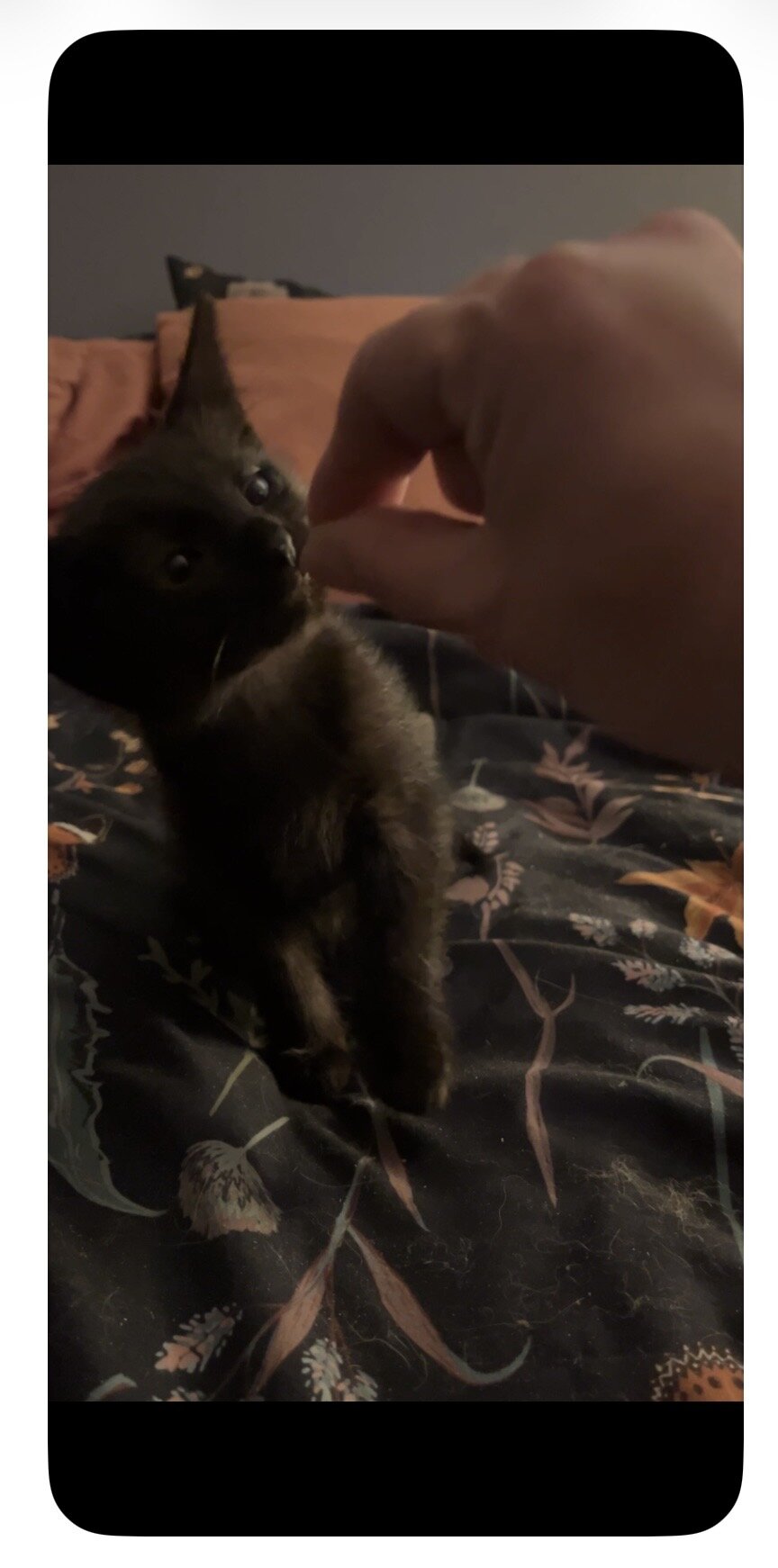 9-10 Week old Kittens image 2