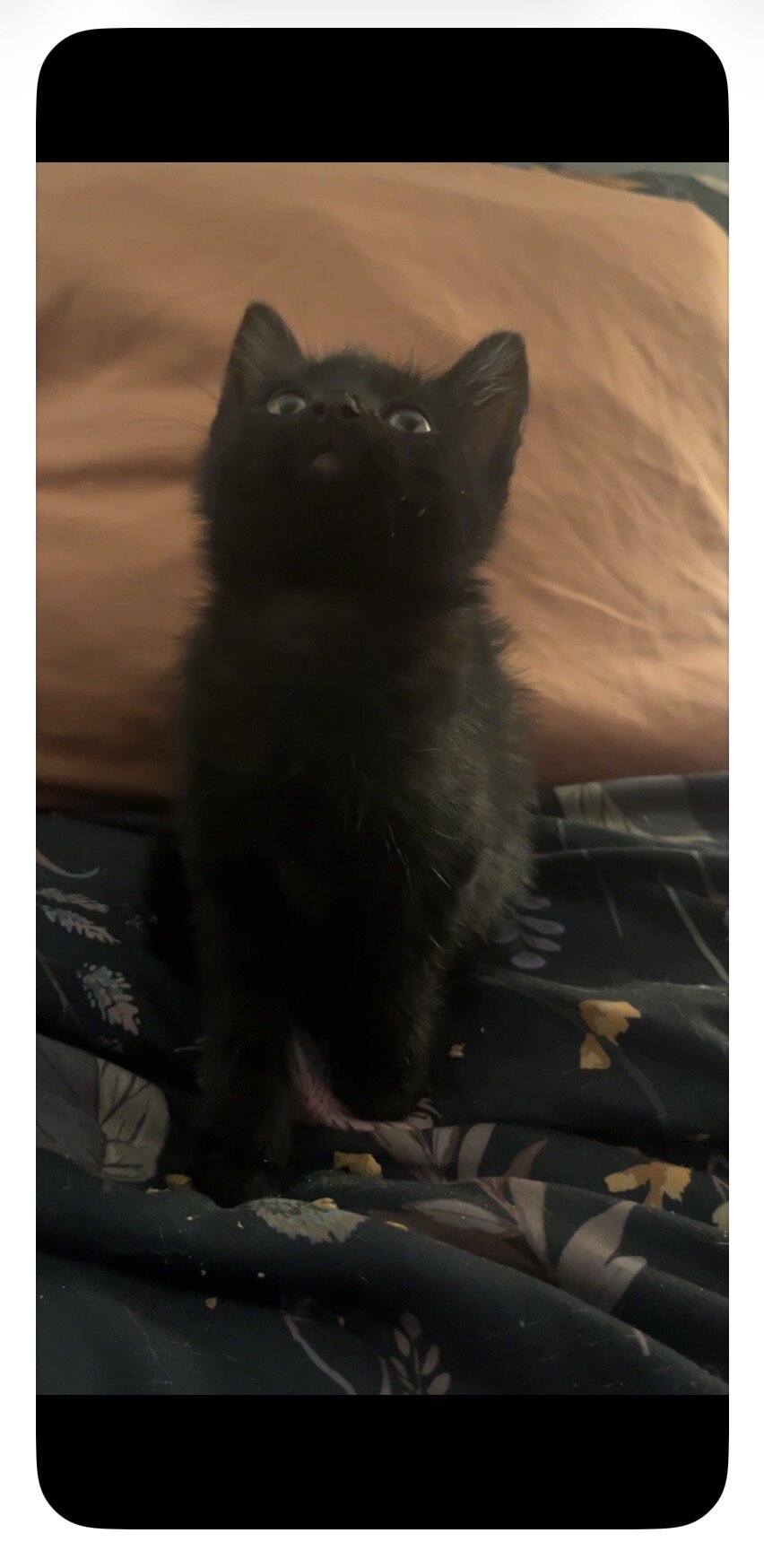 9-10 Week old Kittens image 4