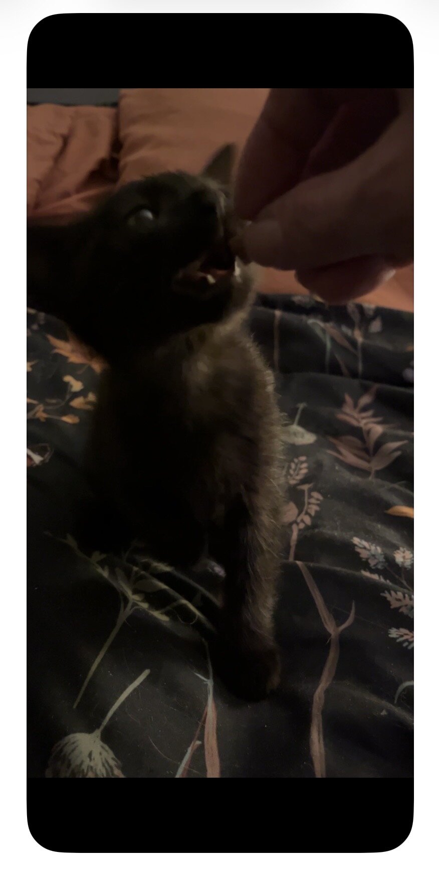 9-10 Week old Kittens image 5