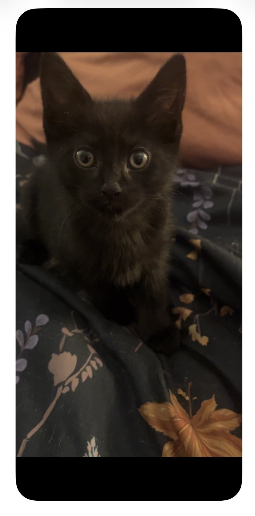 9-10 Week old Kittens image 6