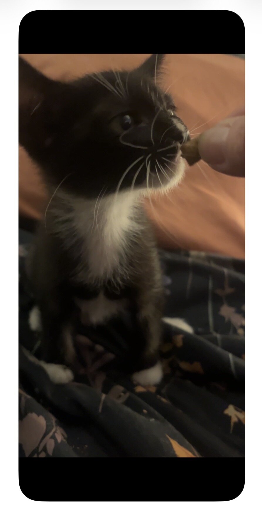 9-10 Week old Kittens image 7