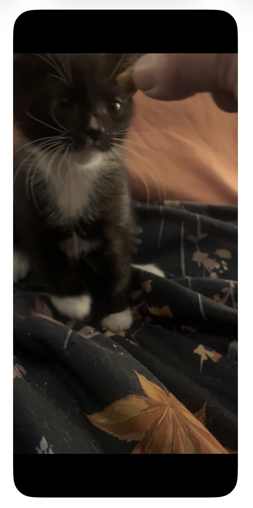 9-10 Week old Kittens image 8