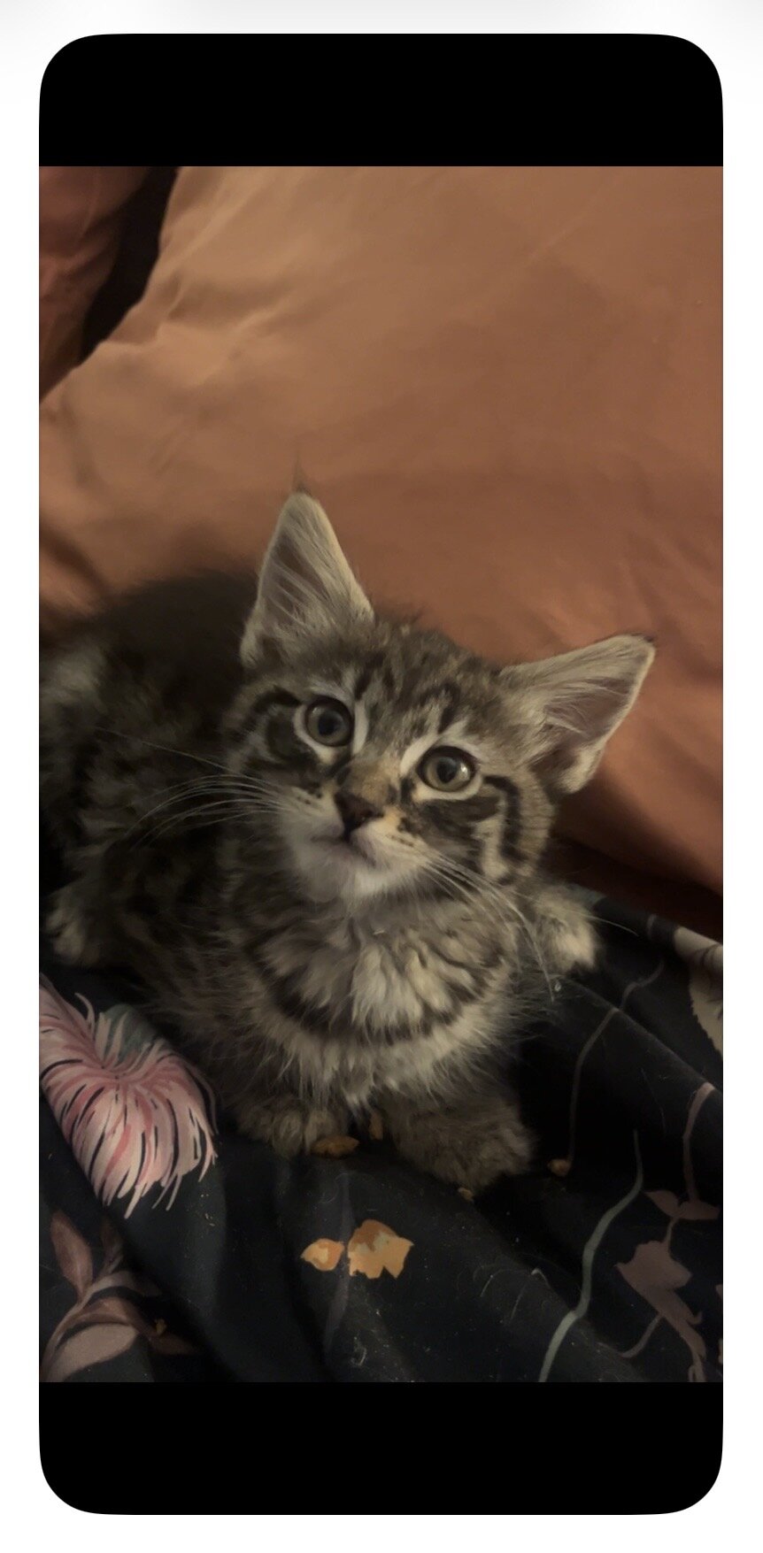 9-10 Week old Kittens image 9