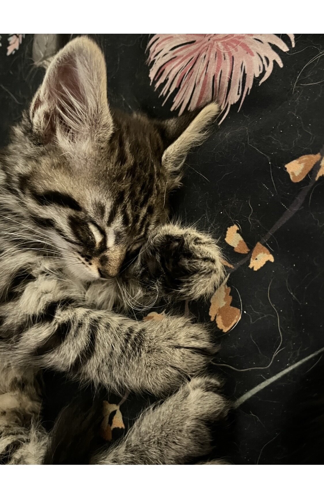 9-10 Week old Kittens image 10