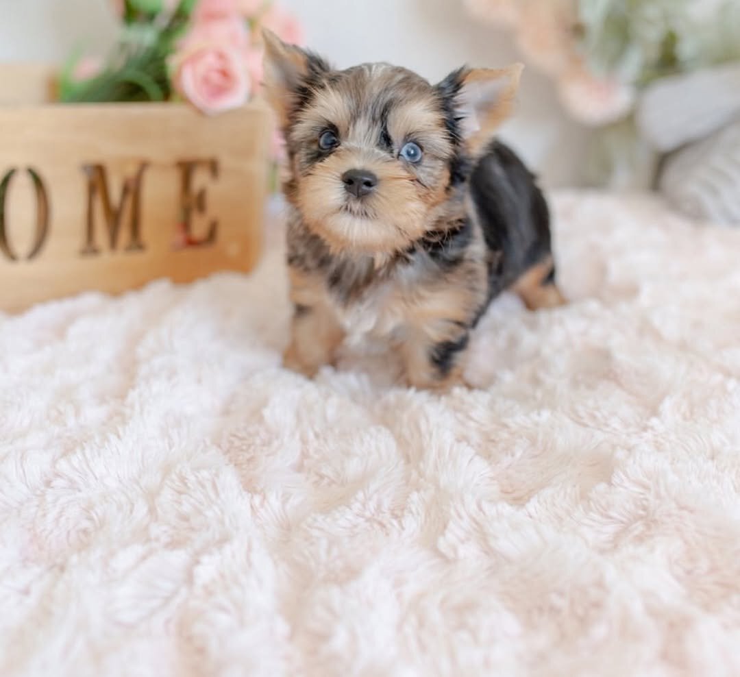 Female Yorkie Puppy Available image 1