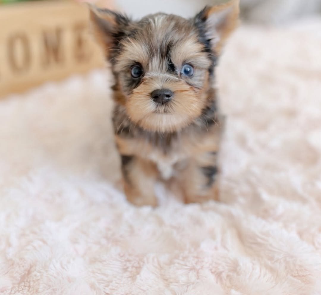 Female Yorkie Puppy Available image 3