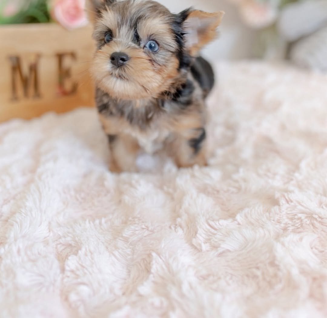 Female Yorkie Puppy Available image 2