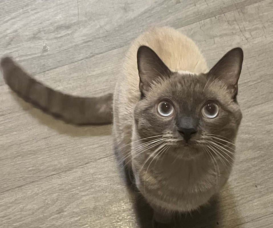 Traditional Siamese Cat (Male) YUKI image 1