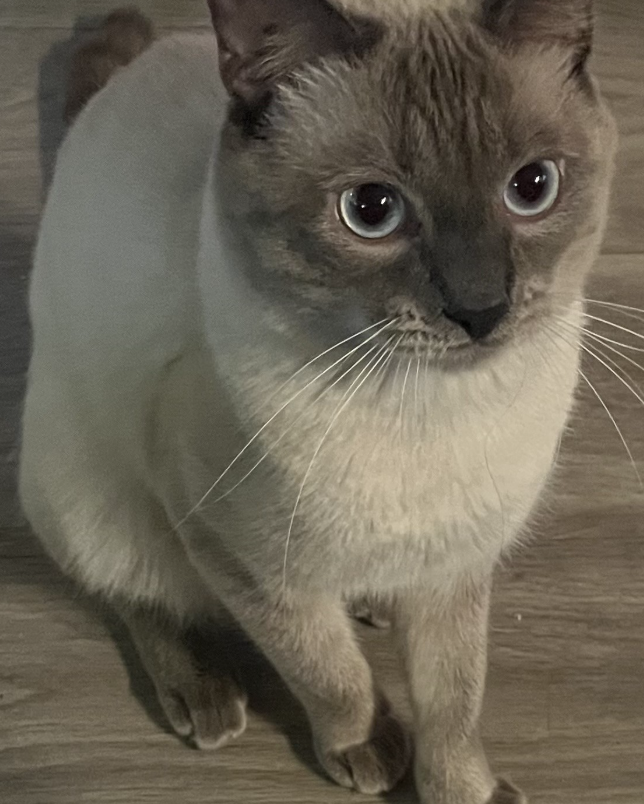 Traditional Siamese Cat (Male) YUKI image 2